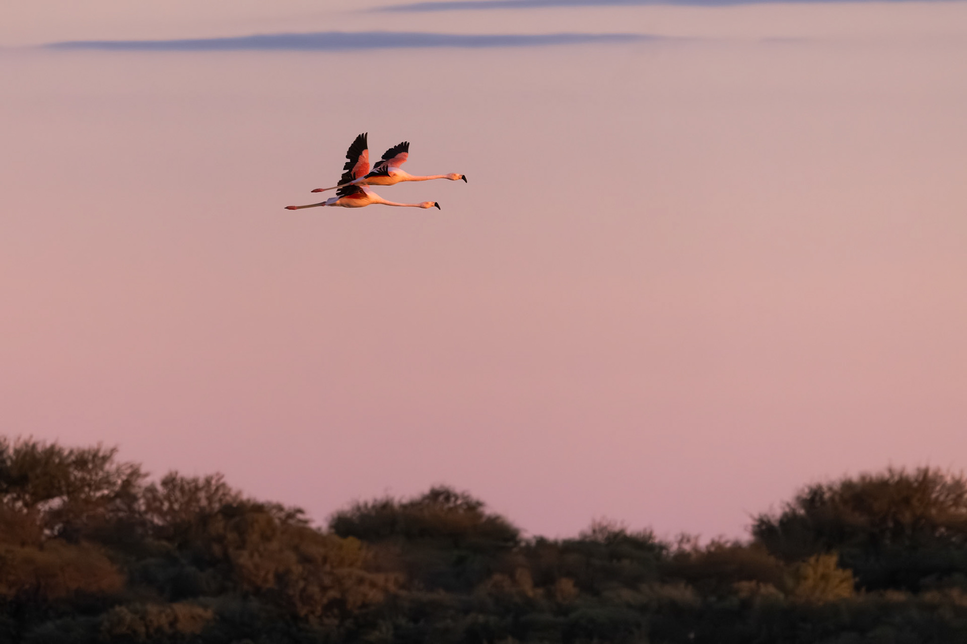 Flamenco austral (Phoenicopterus chilensis)