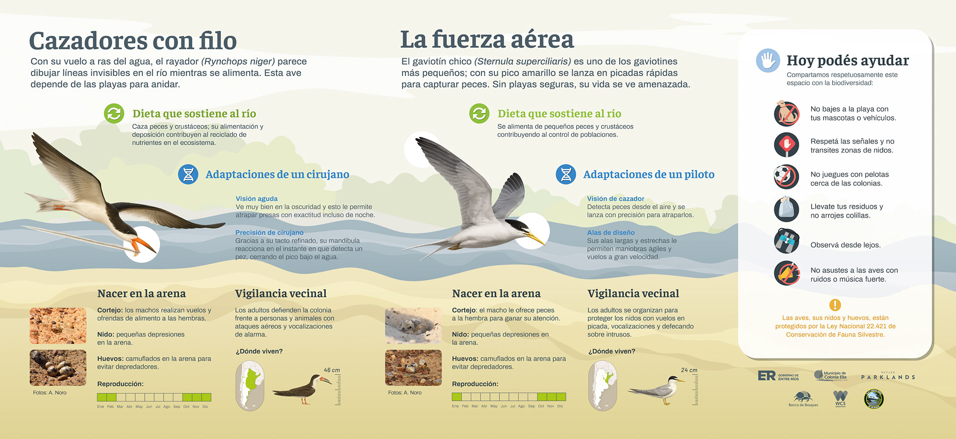 02 03 Rayador + gaviotin