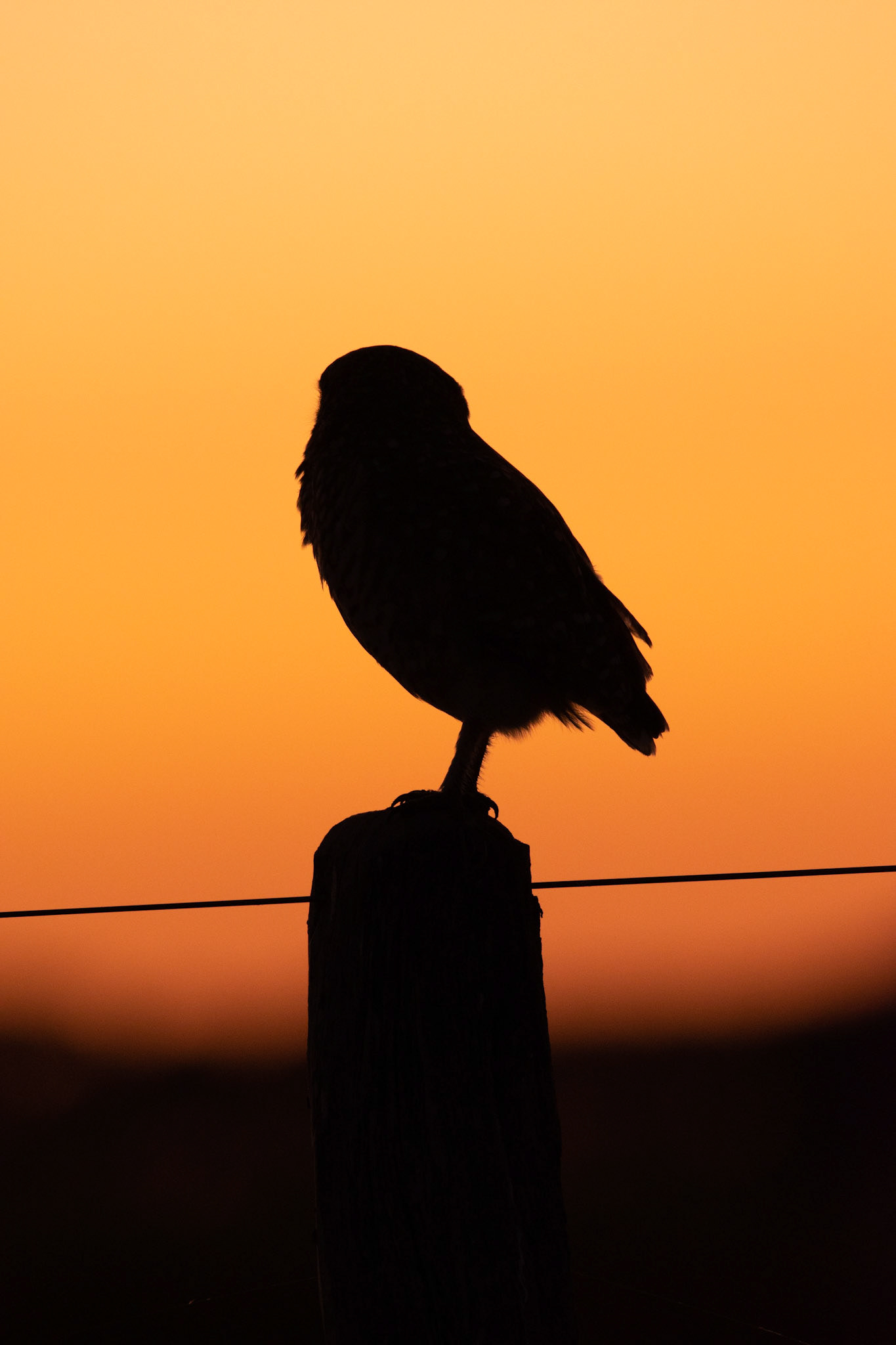 Lechucita de las vizcacheras (Athene cunicularia)