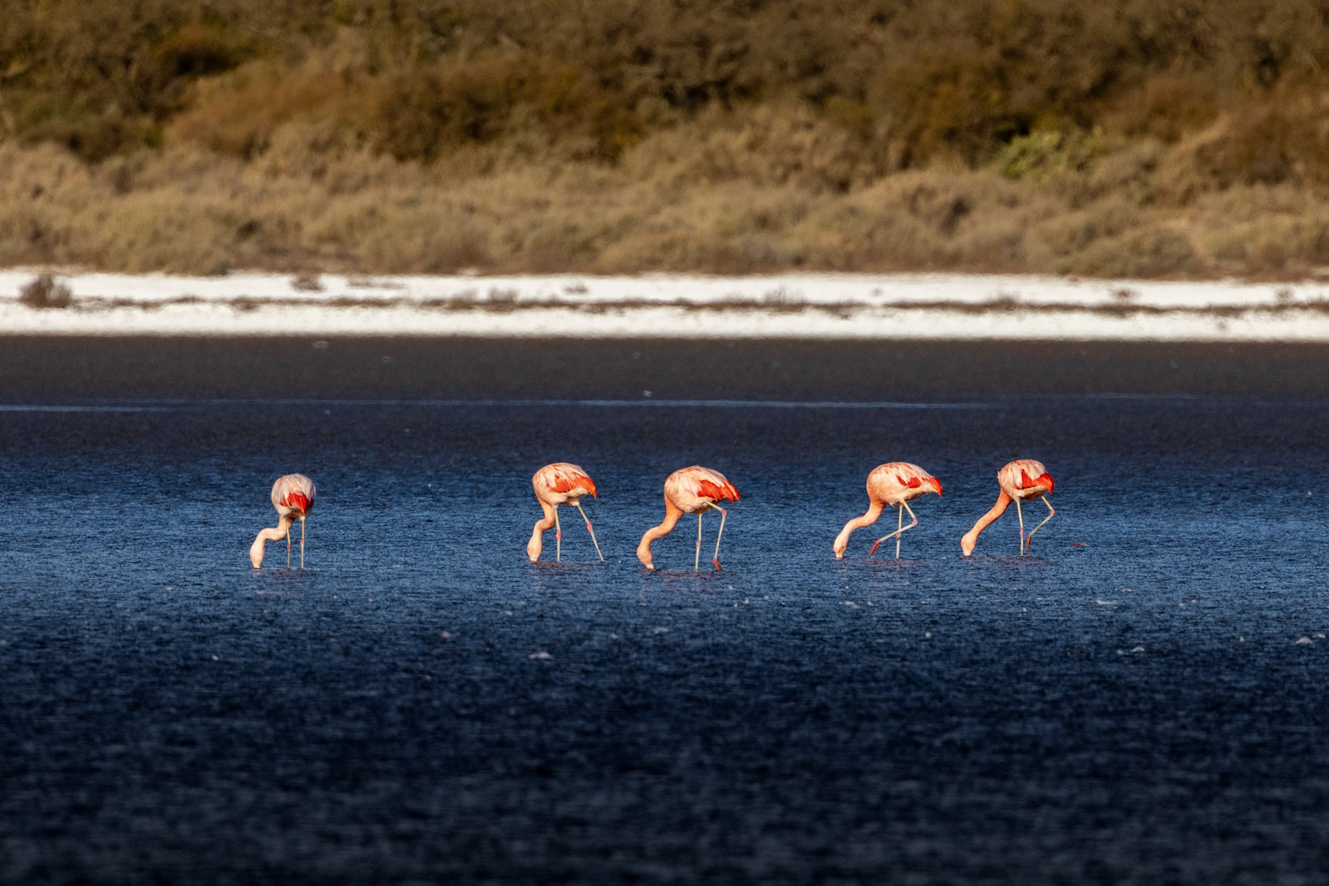 Flamenco austral (Phoenicopterus chilensis)