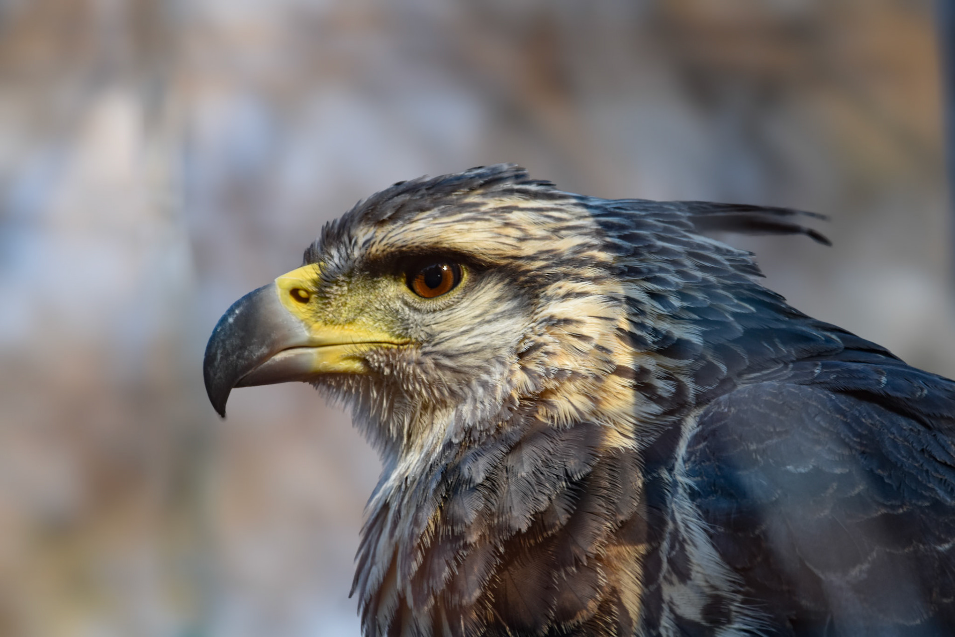 Águila coronada (Buteogallus coronatus)