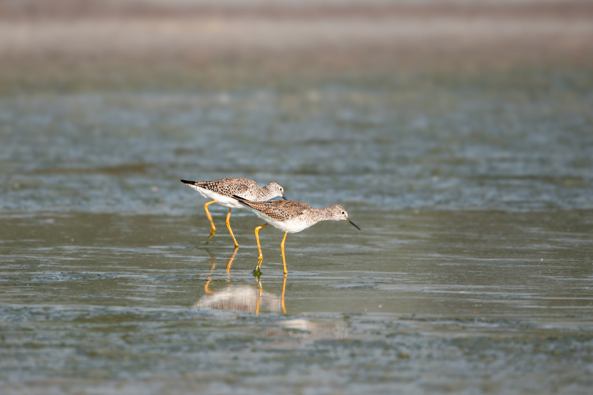 Pitoty grande (Tringa melanoleuca)