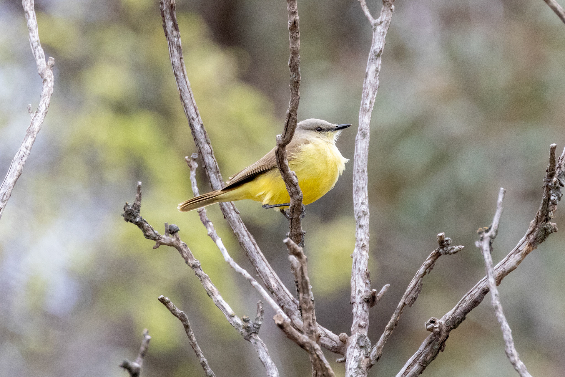 Picabuey (Machetornis rixosa)