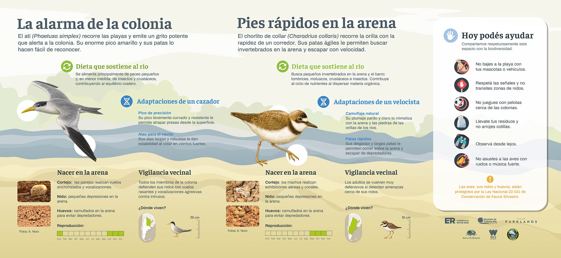 02 03 Rayador + gaviotin