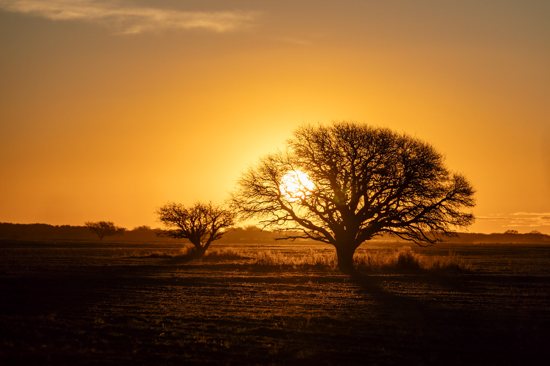 Caldén (Prosopis caldenia)