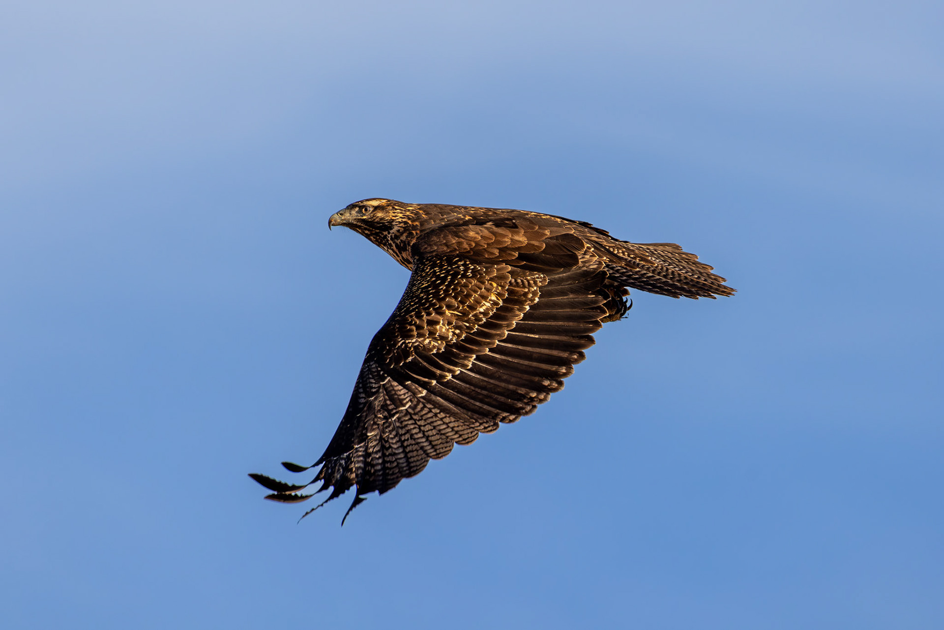 Águila mora juvenil (Geranoaetus melanoleucus)