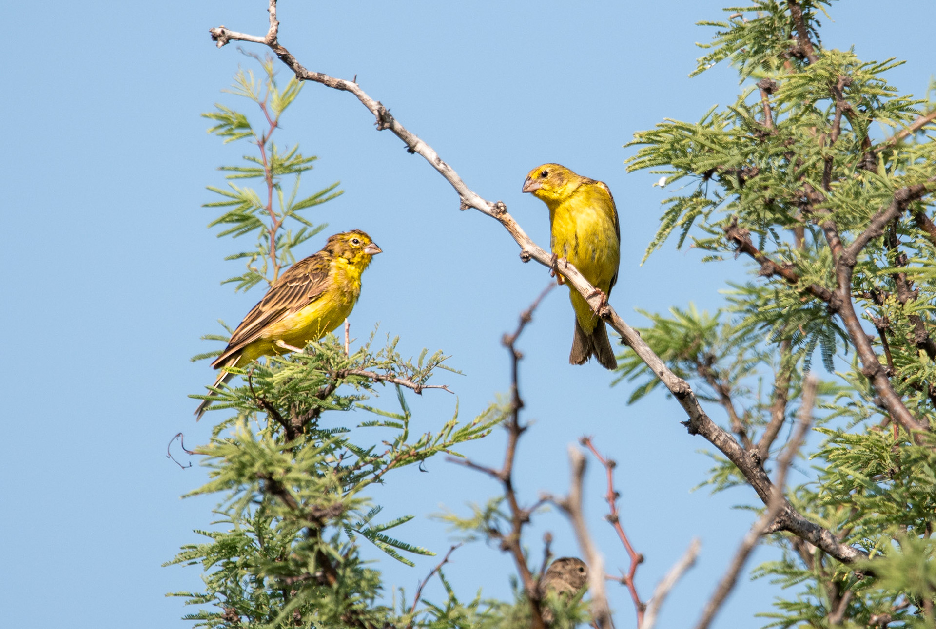 Misto (Sicalis luteola)