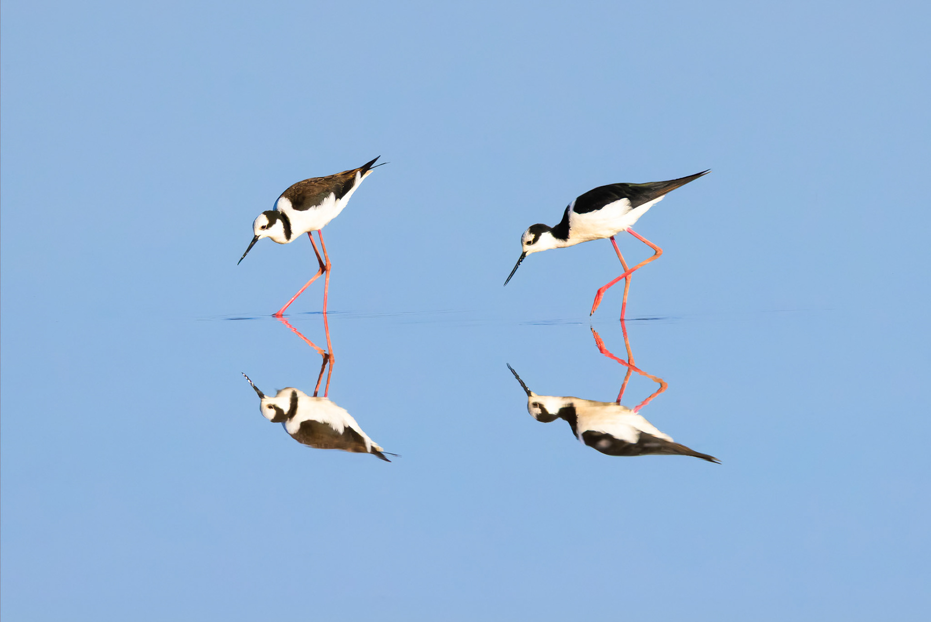 Tero-real (Himantopus mexicanus)