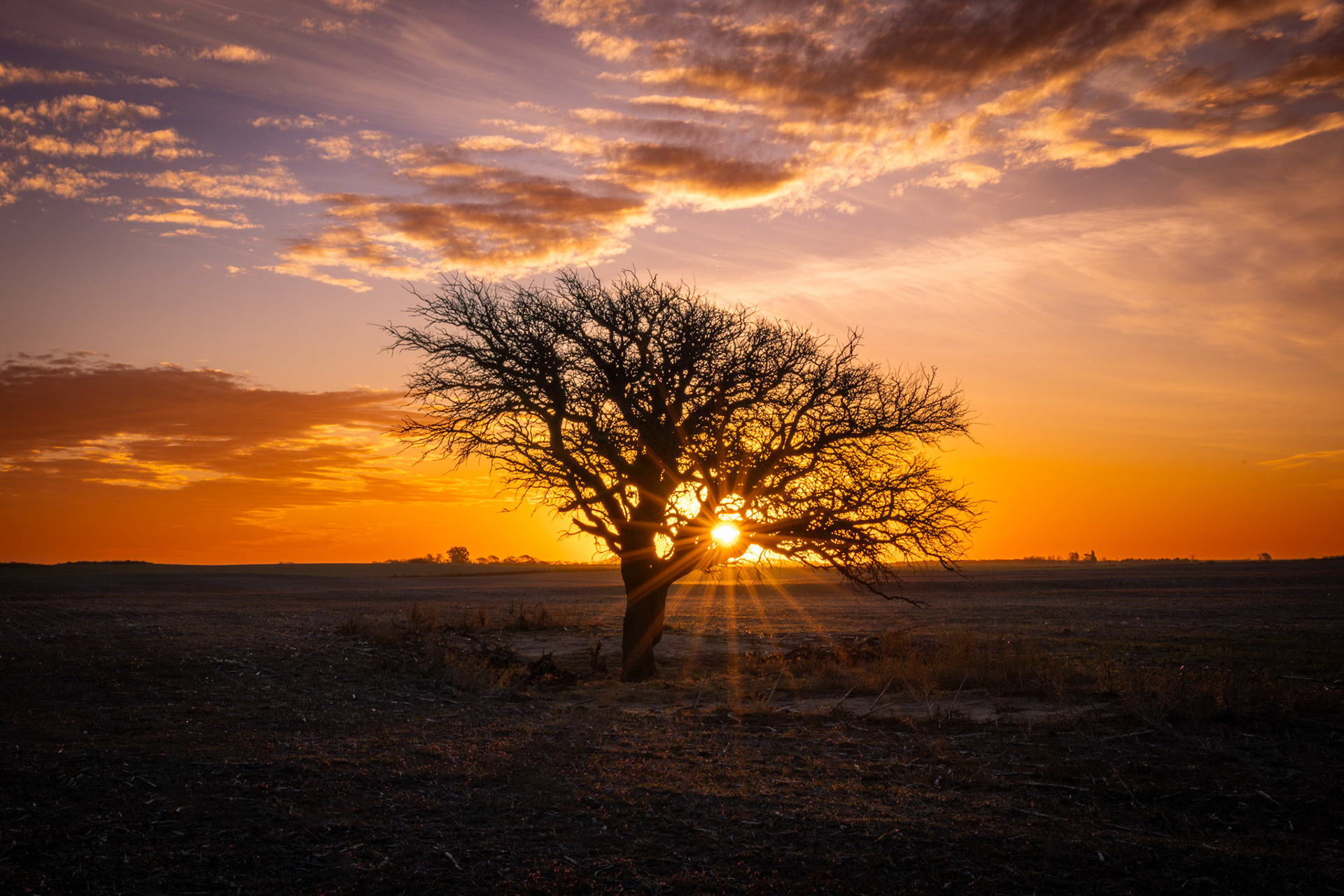 Caldén (Prosopis caldenia)