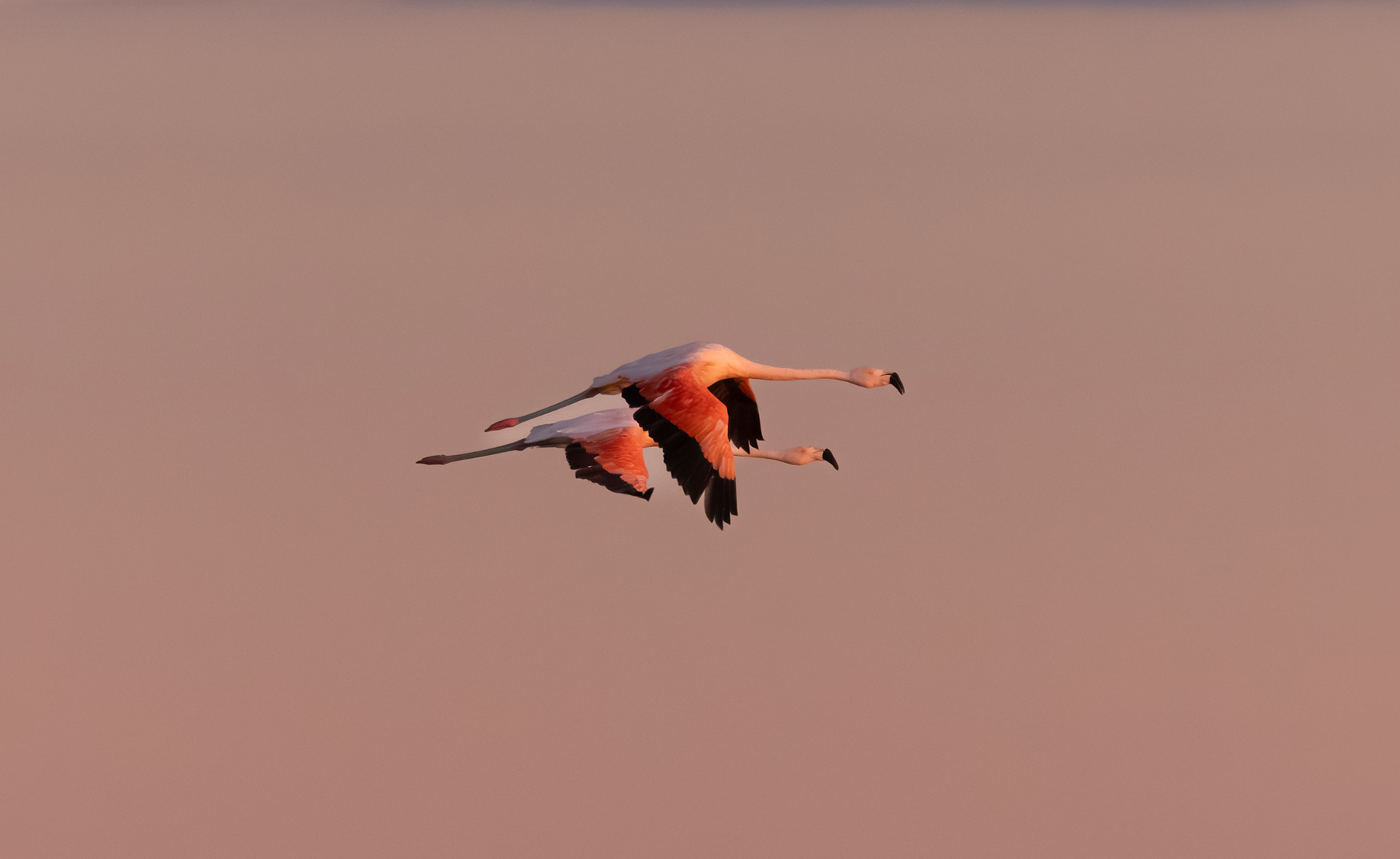 Flamenco austral (Phoenicopterus chilensis)