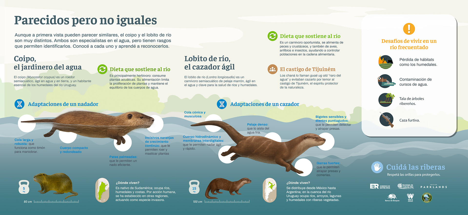 08 lobito y coipo V2