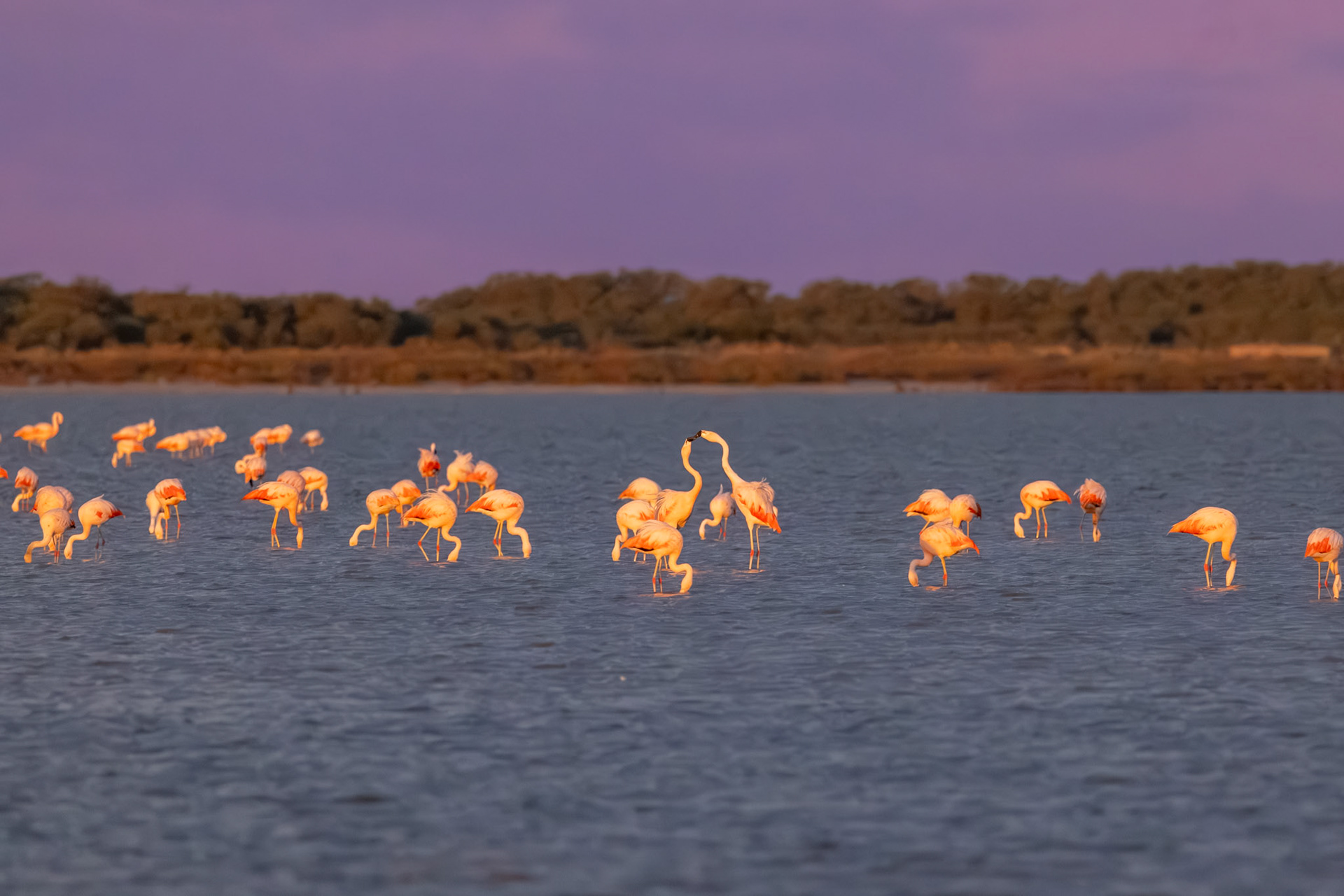 Flamenco austral (Phoenicopterus chilensis)