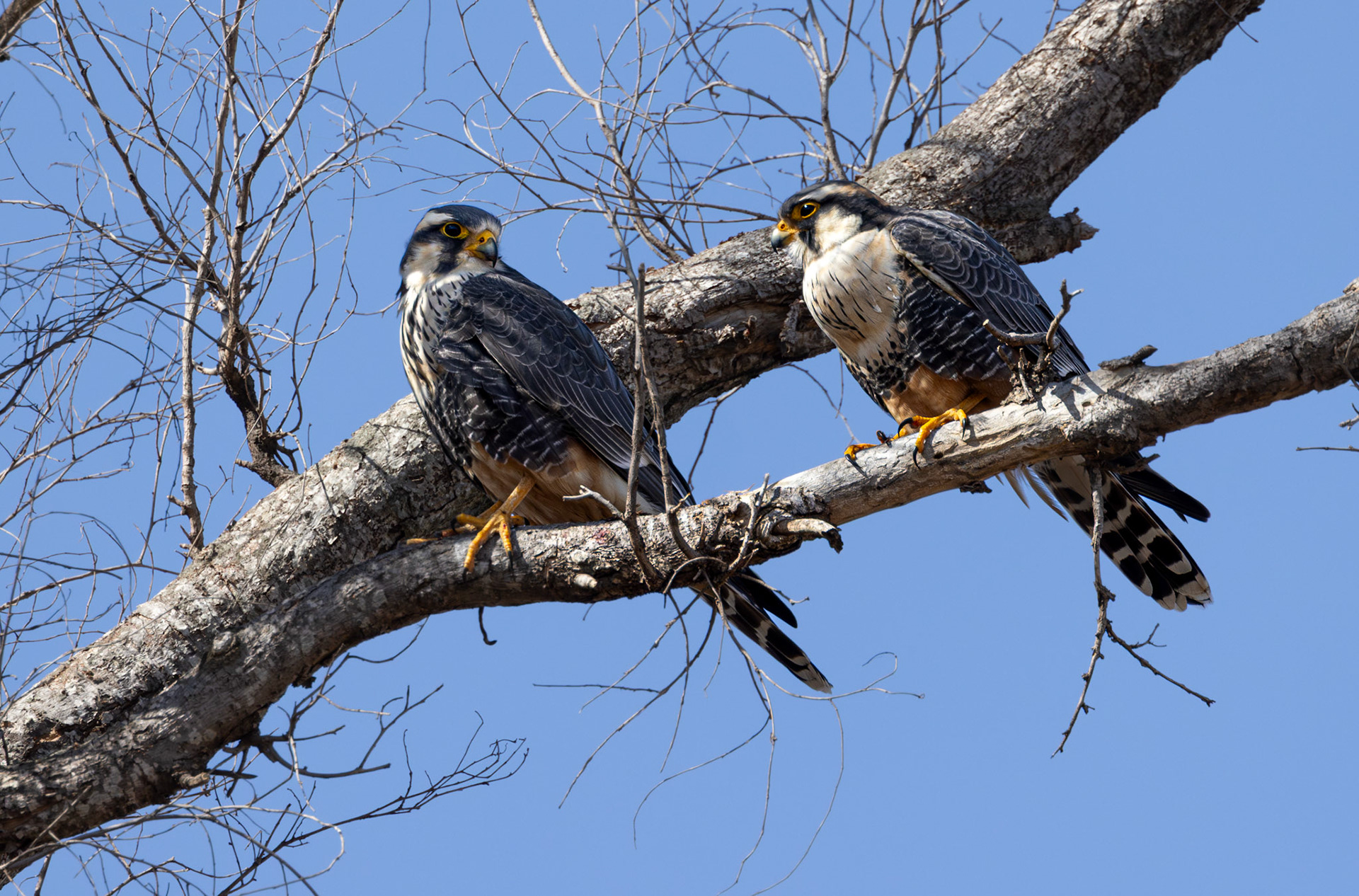 Halcón plomizo (Falco femoralis)