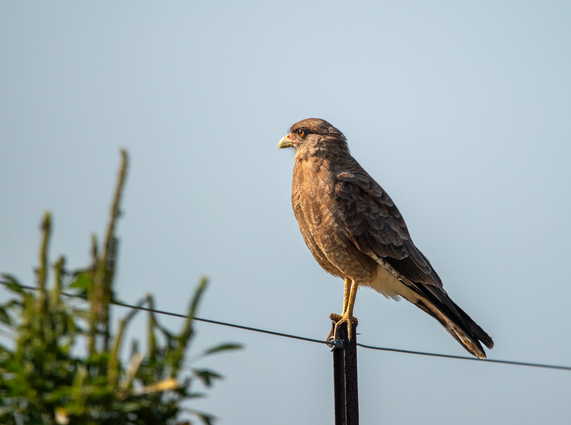 Chimango (Daptrius chimango)