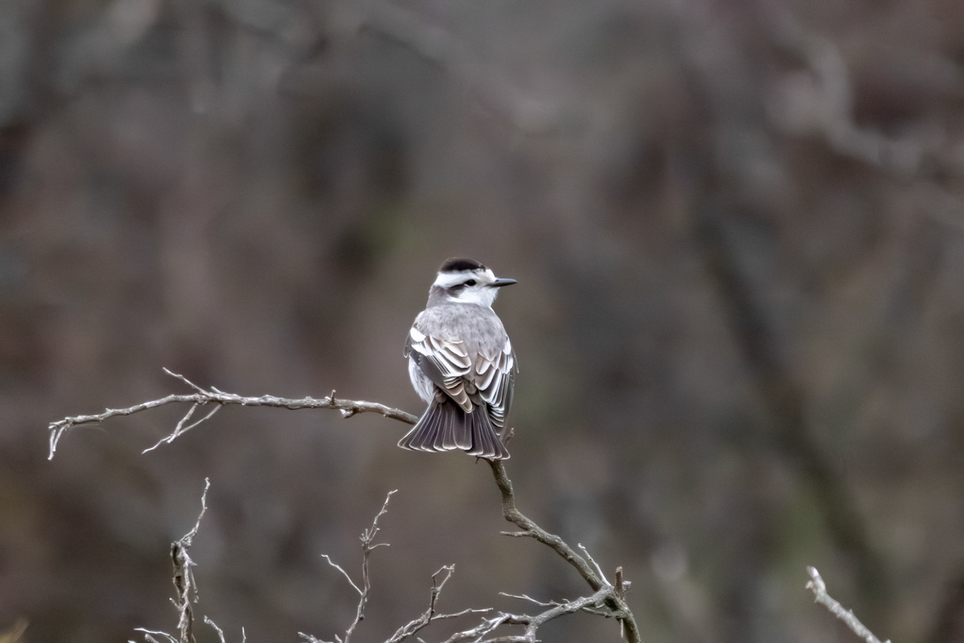 Monjita Coronada (Neoxolmis coronatus)