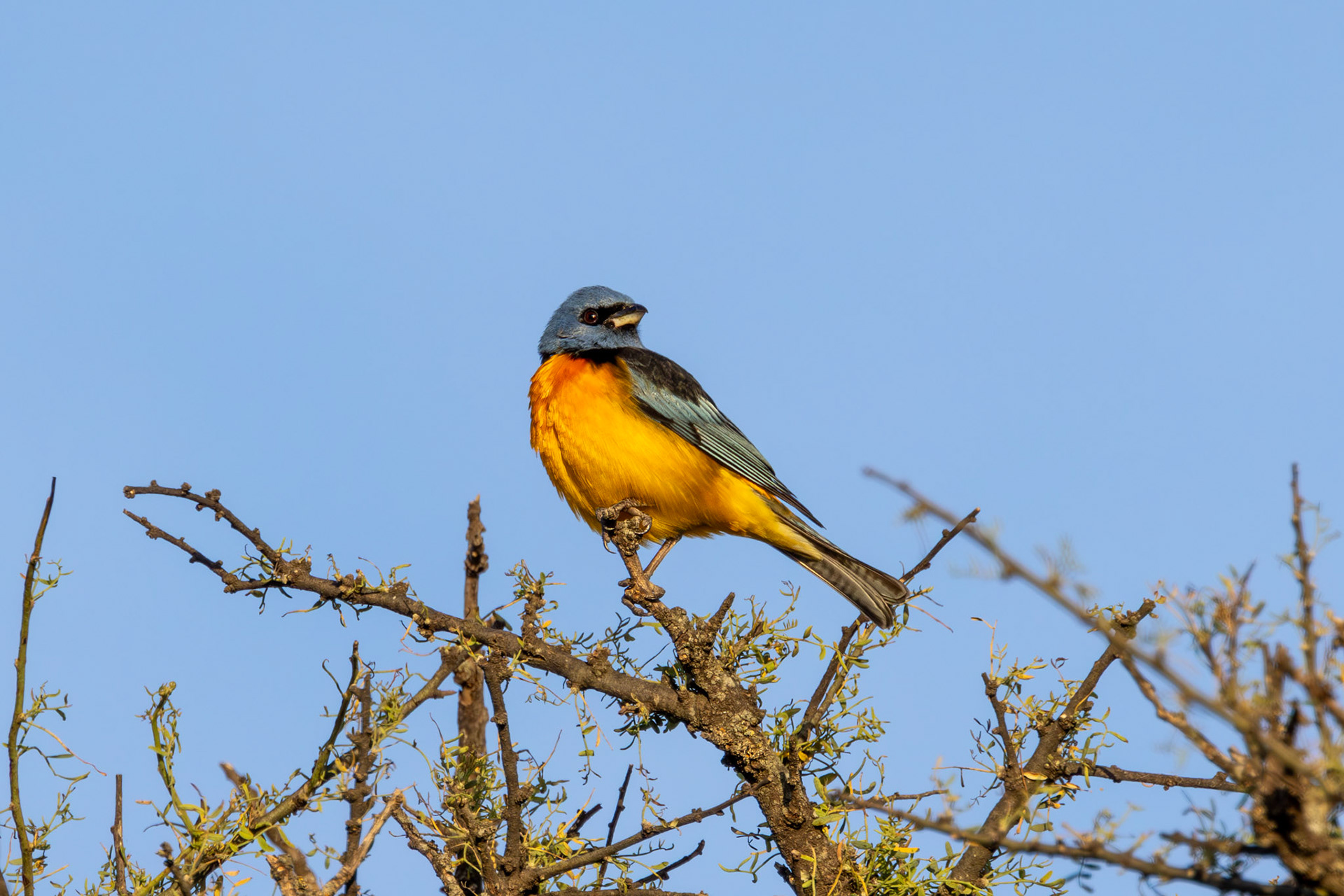 Naranjero (Rauenia bonariensis)
