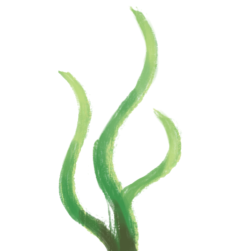 Kelp