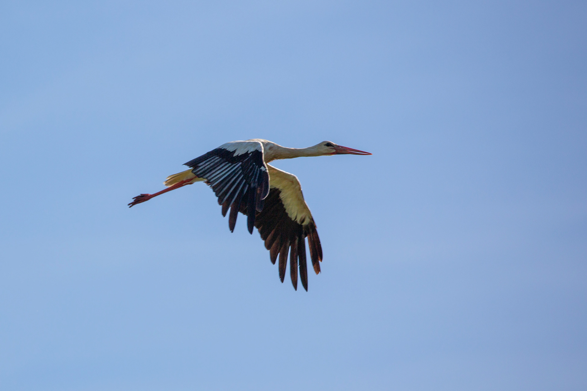 Cigogne blanche