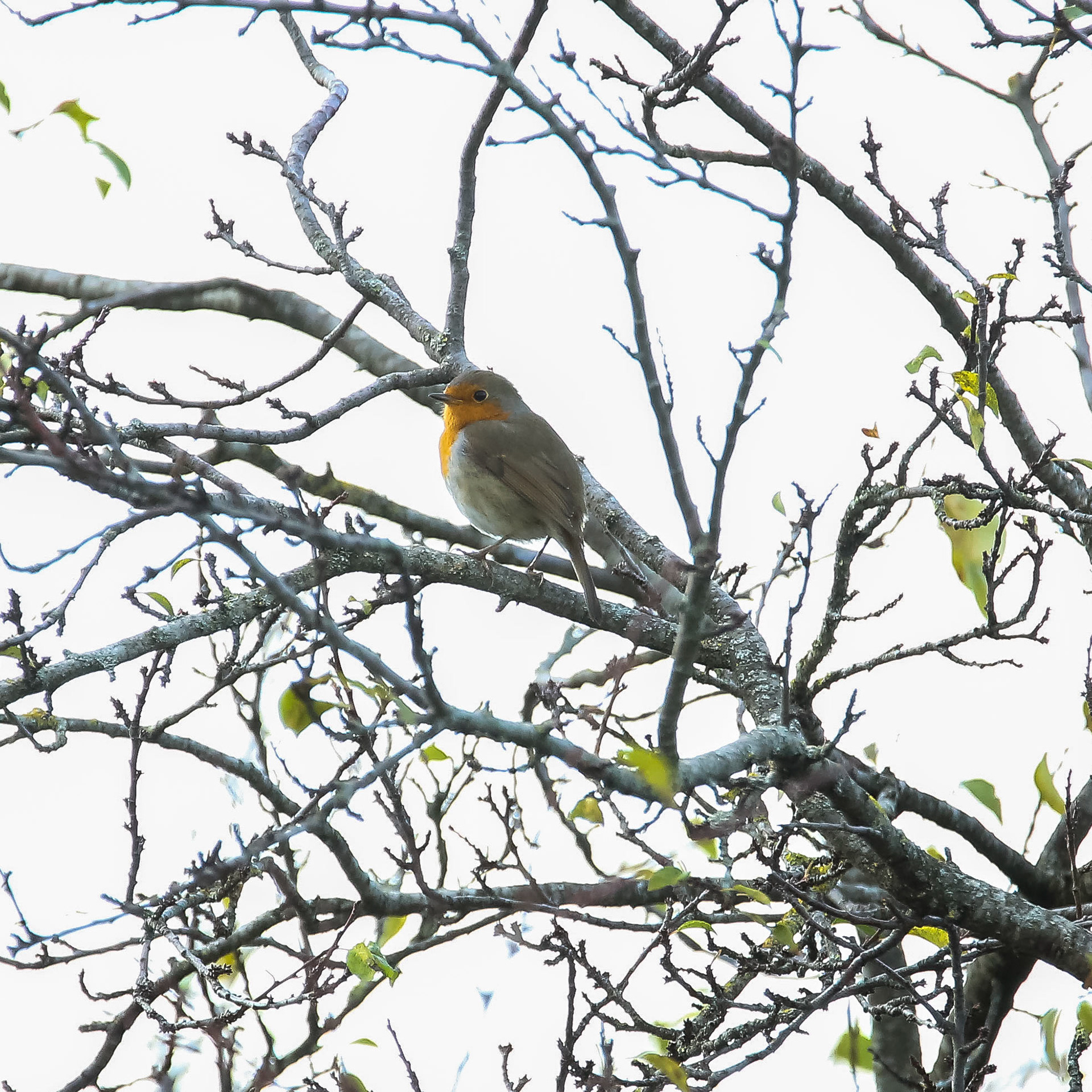Rouge-Gorge