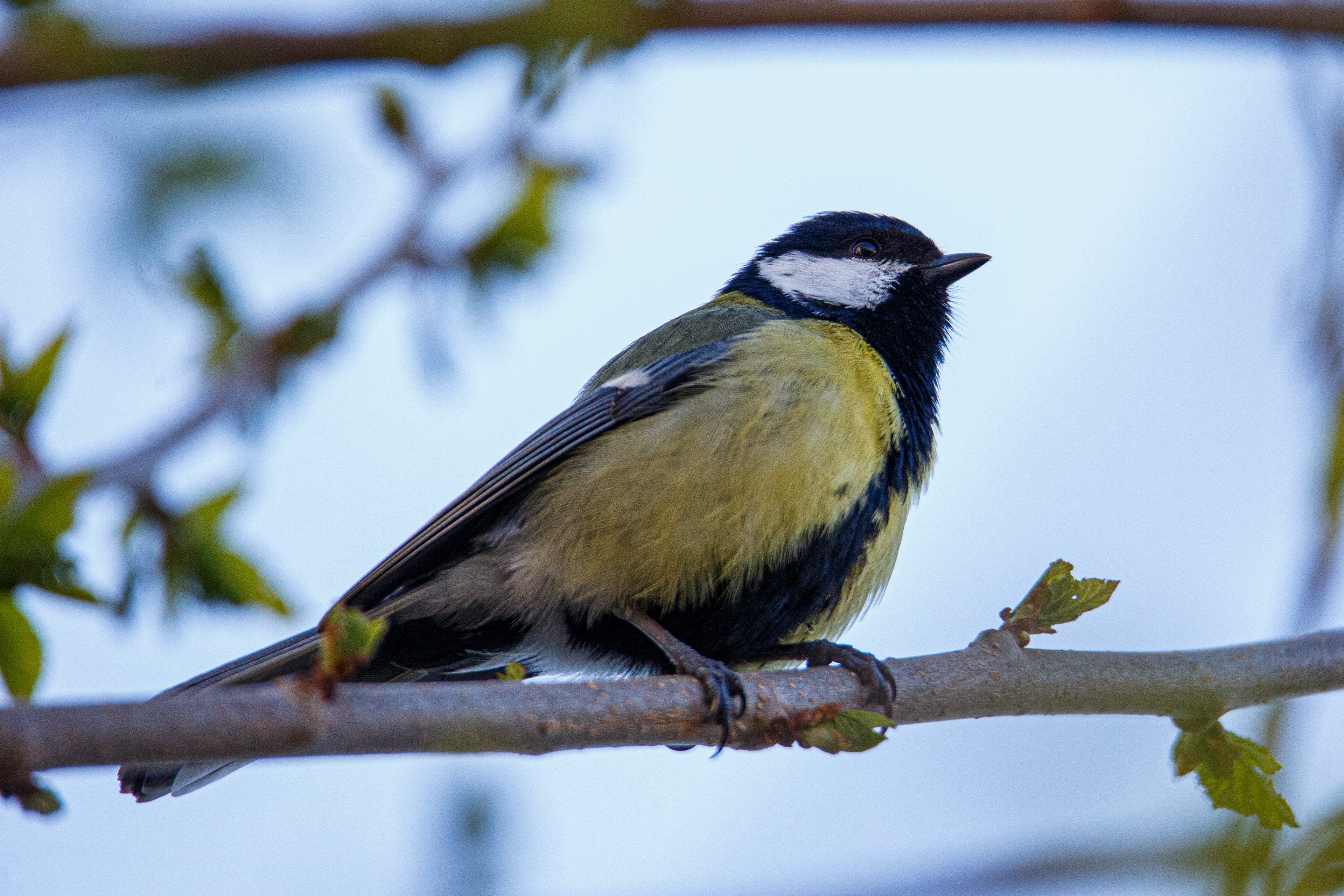 Mésange charbonnière