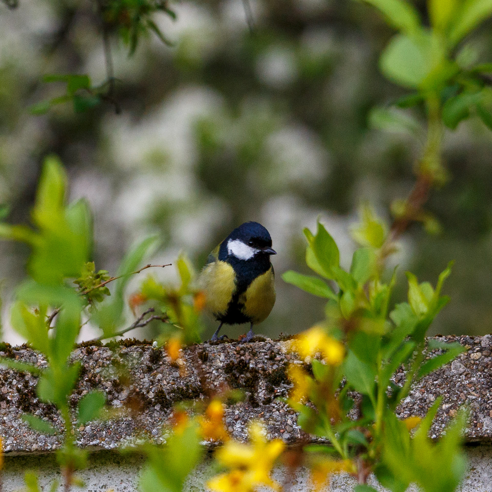 Mésange charbonnière