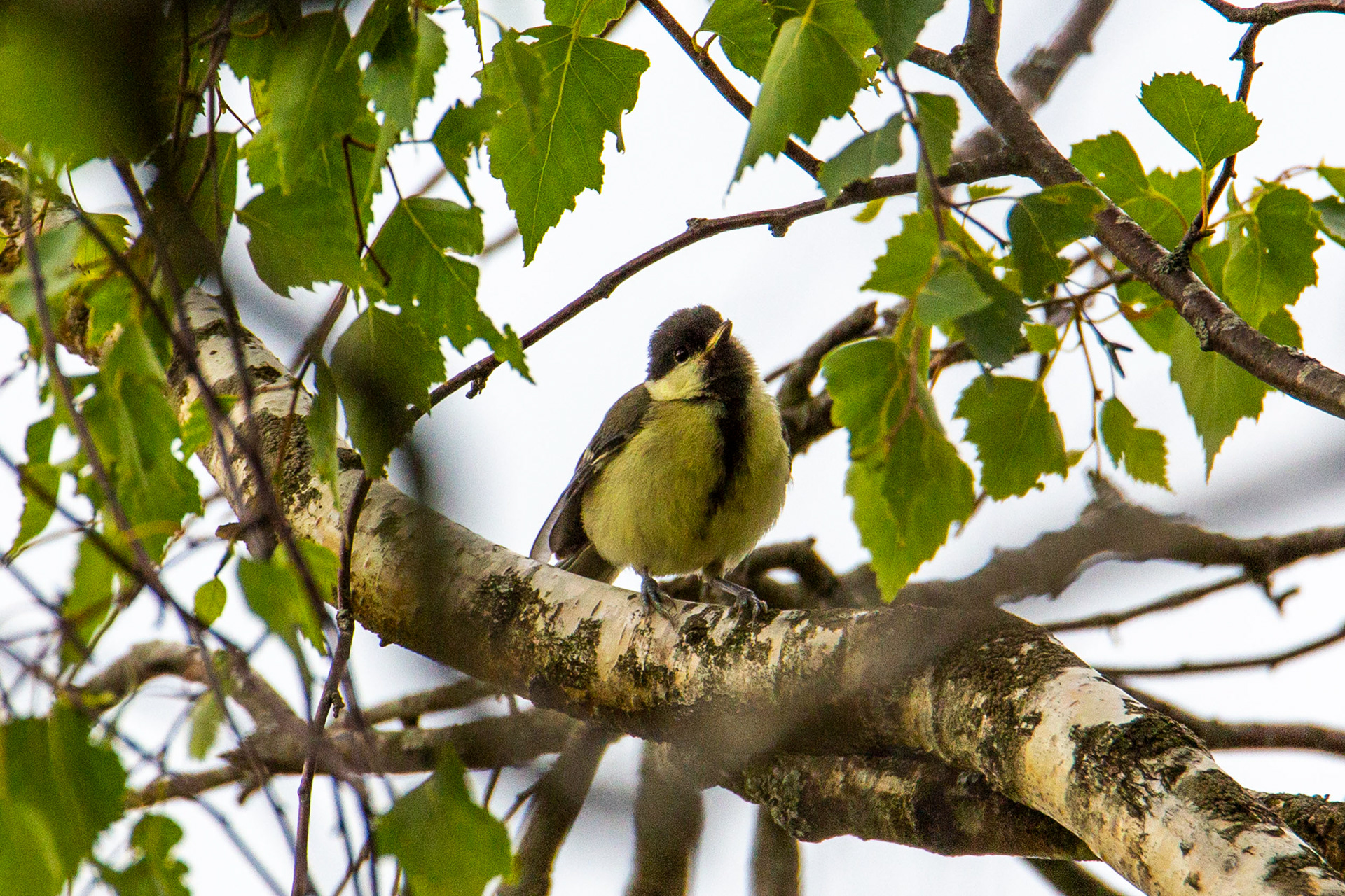 Mésange charbonnière