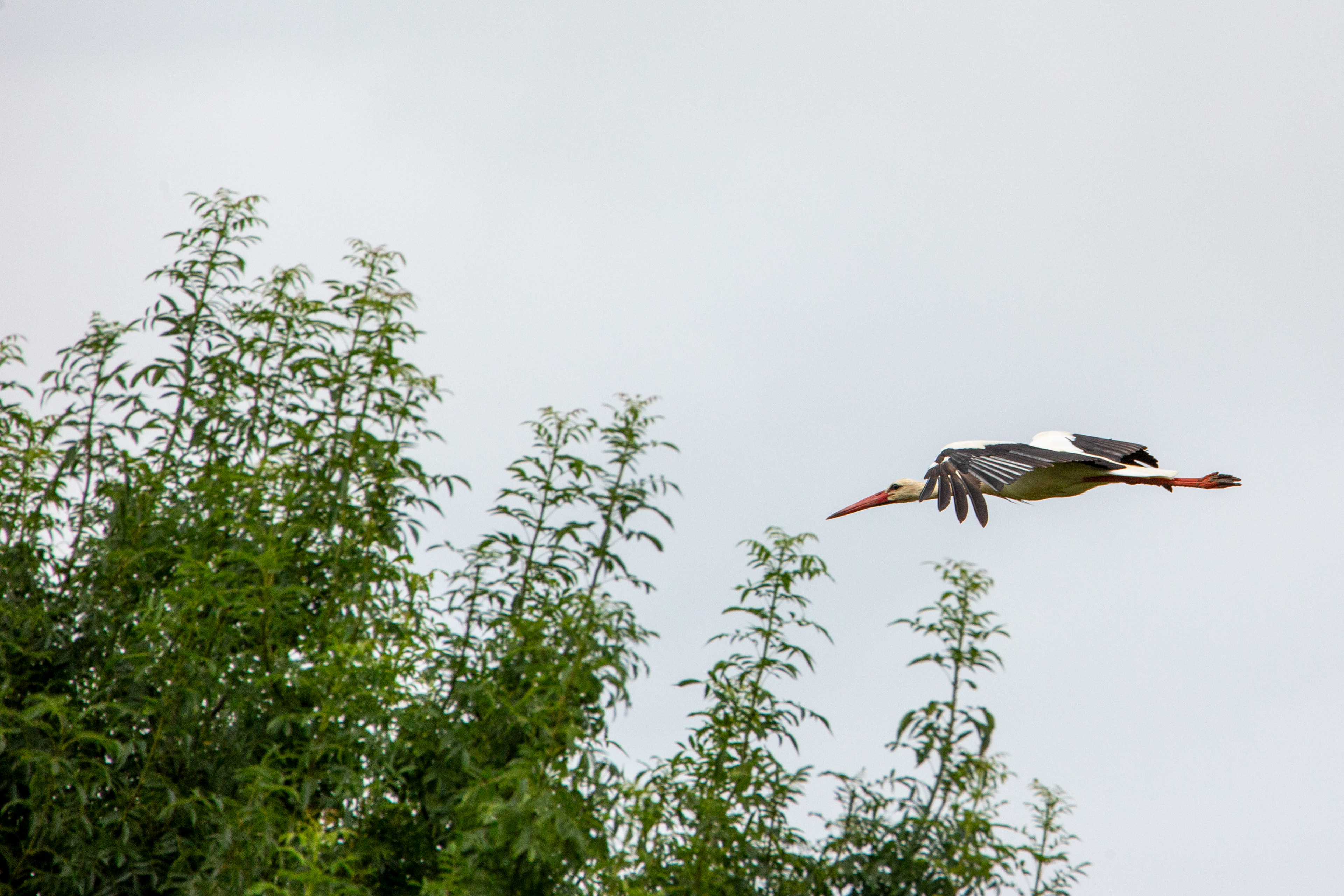 Cigogne blanche