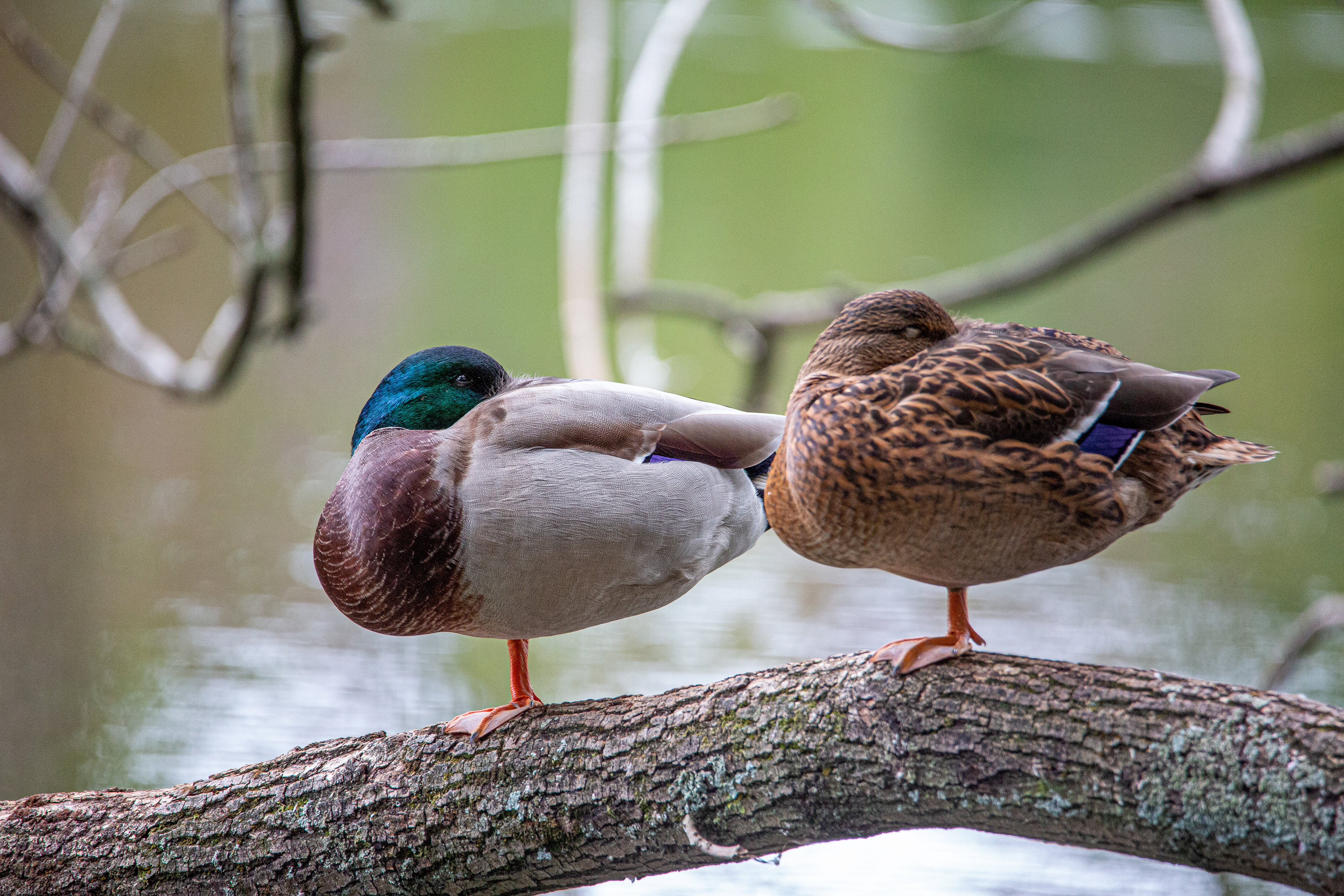 Canard colvert