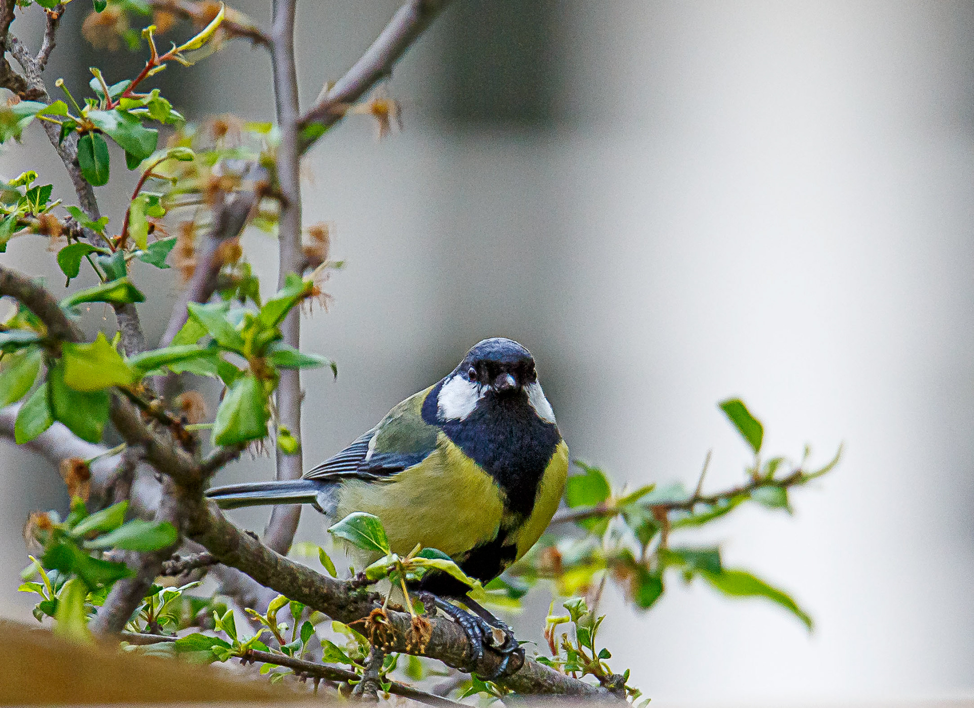Mésange charbonnière