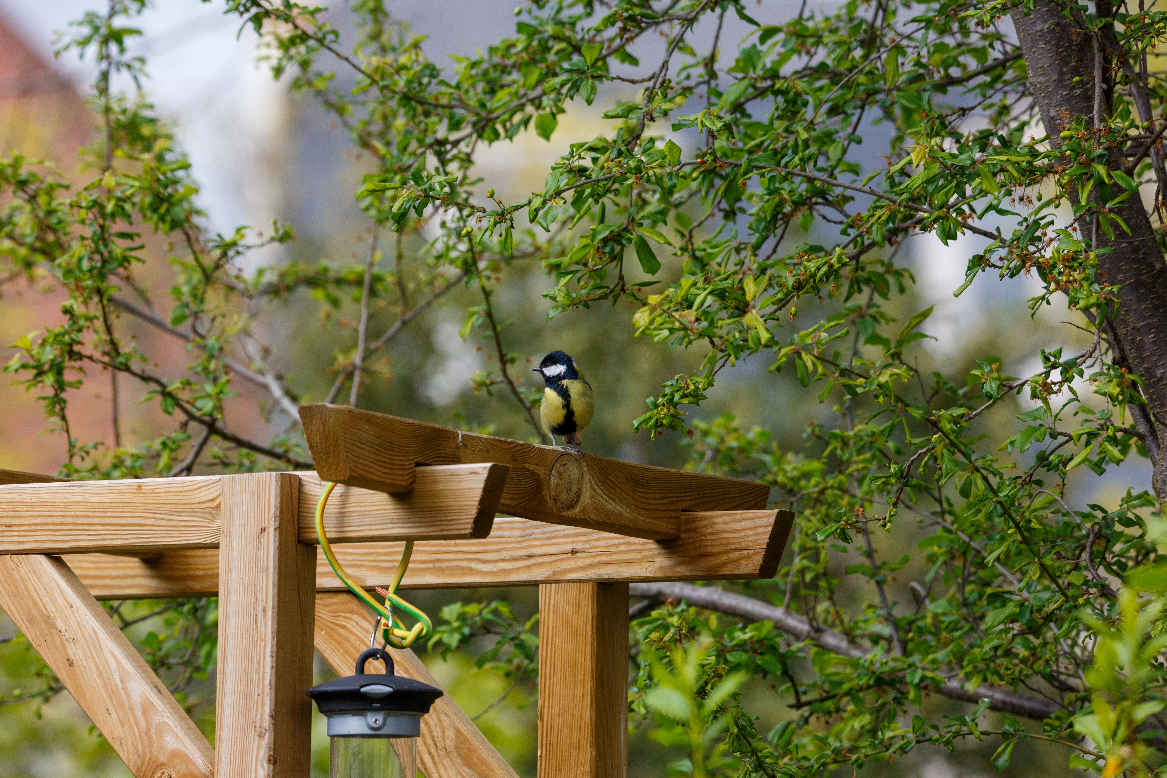 Mésange charbonnière