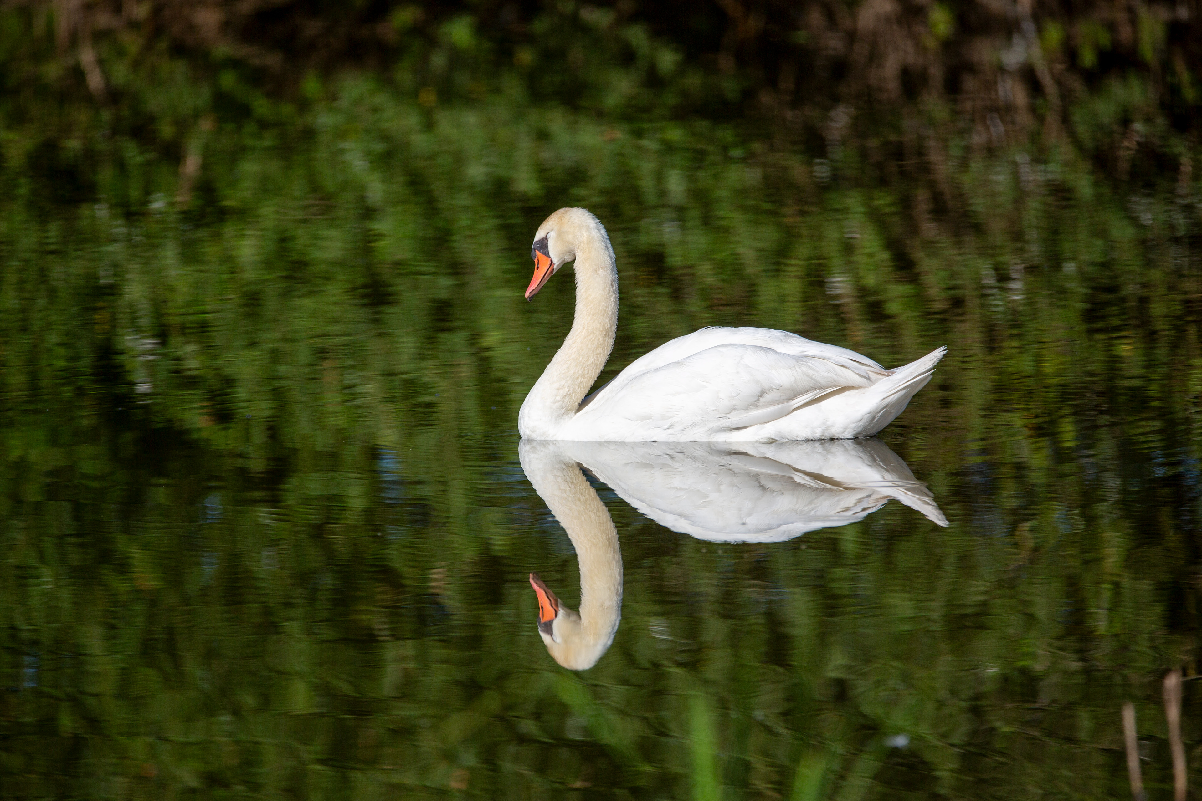 Cygne tuberculé