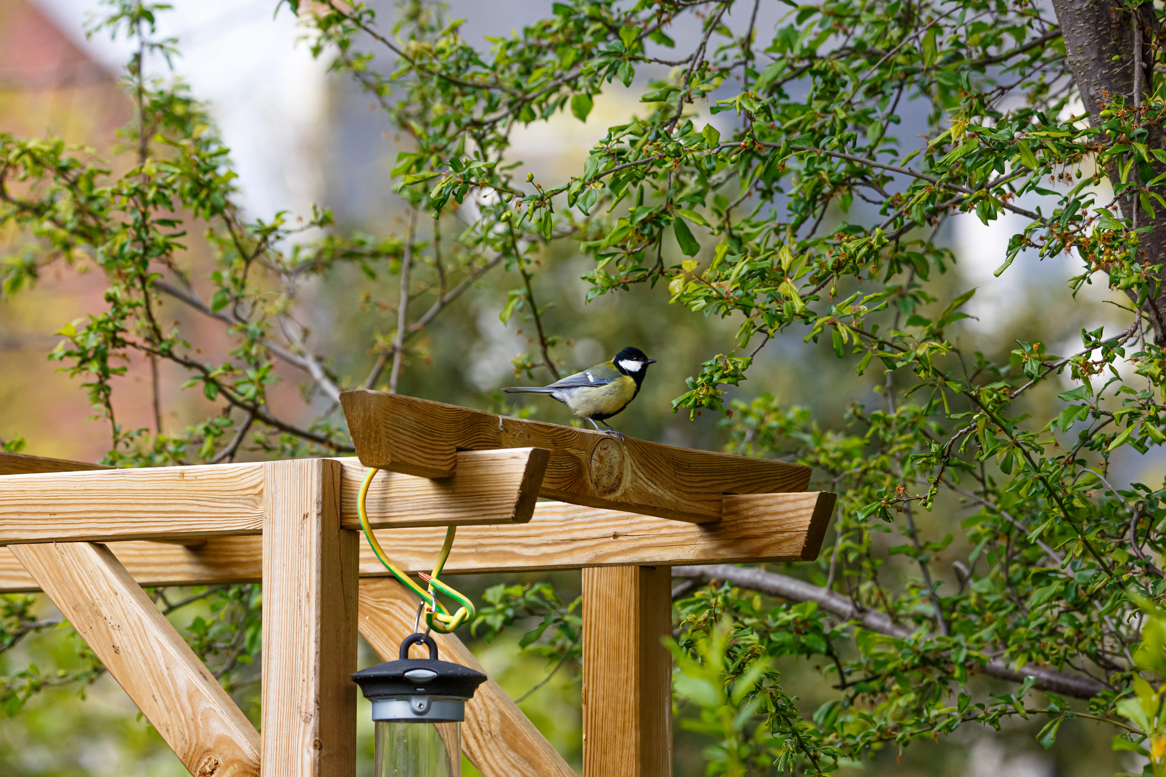 Mésange charbonnière