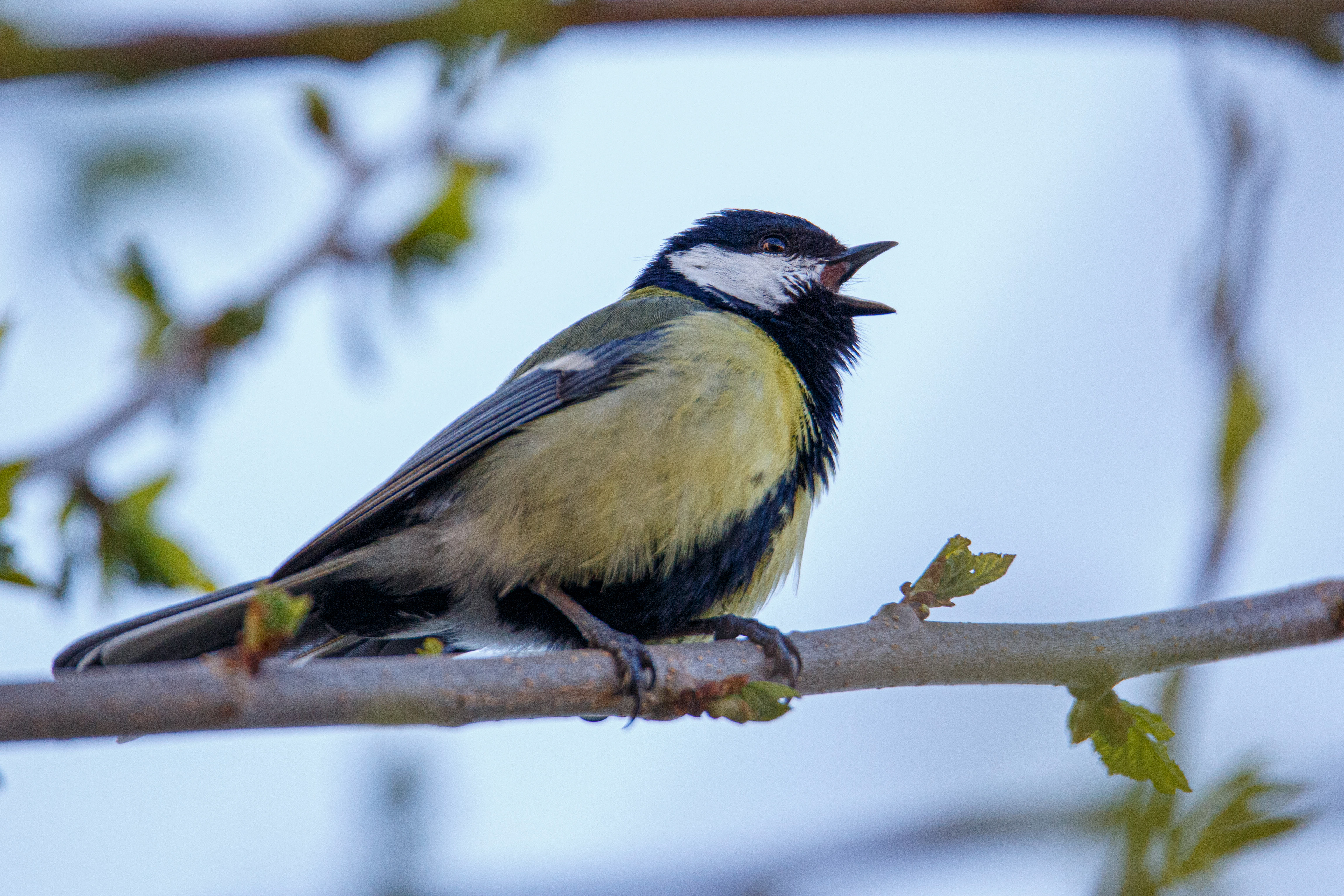 Mésange charbonnière