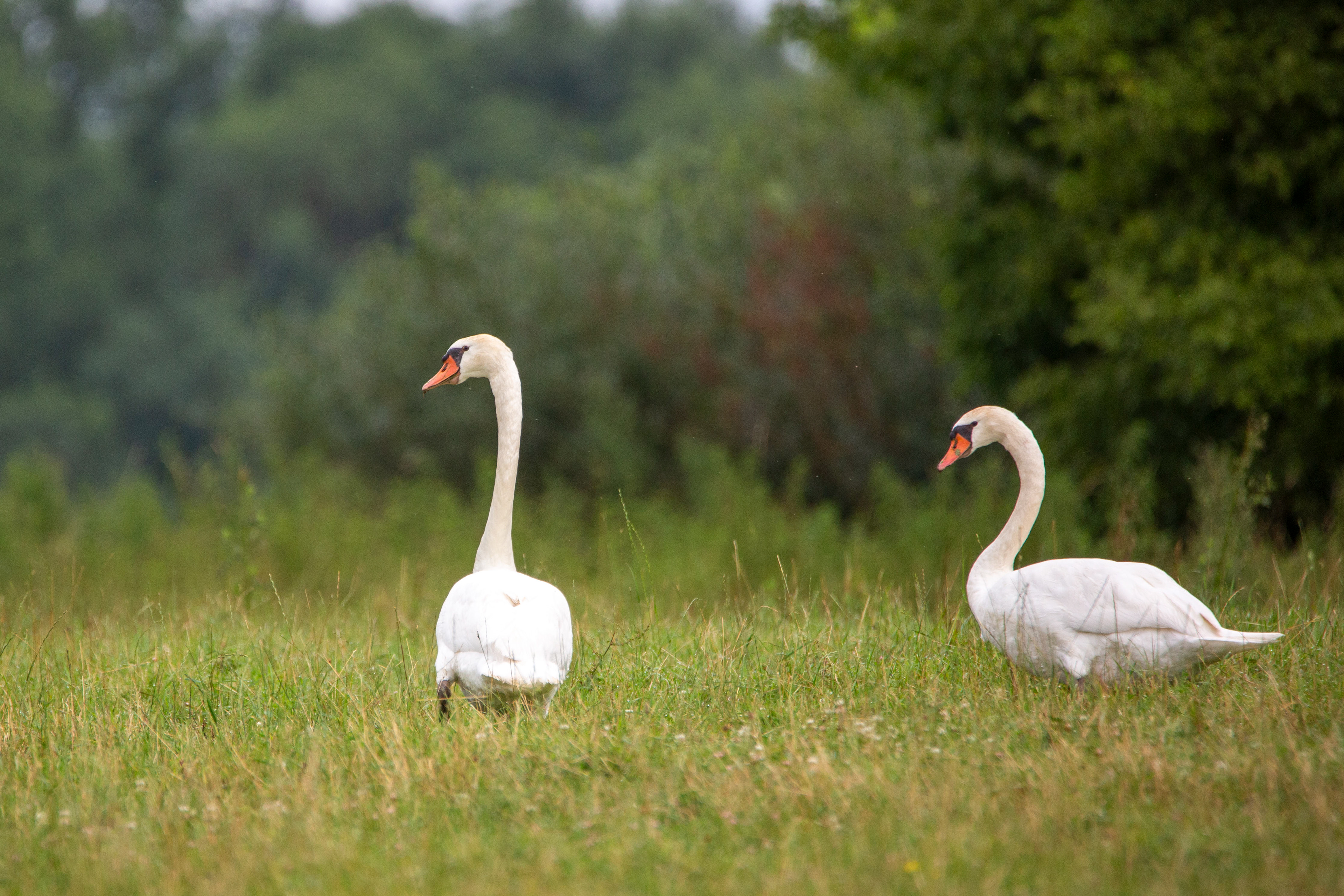 Cygnes tuberculé