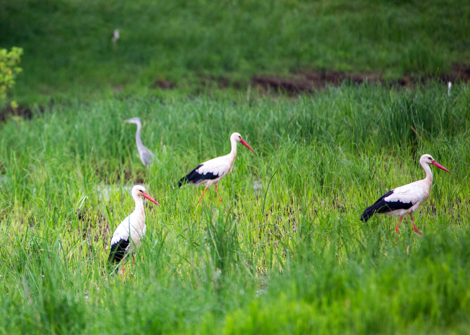 Cigogne blanche