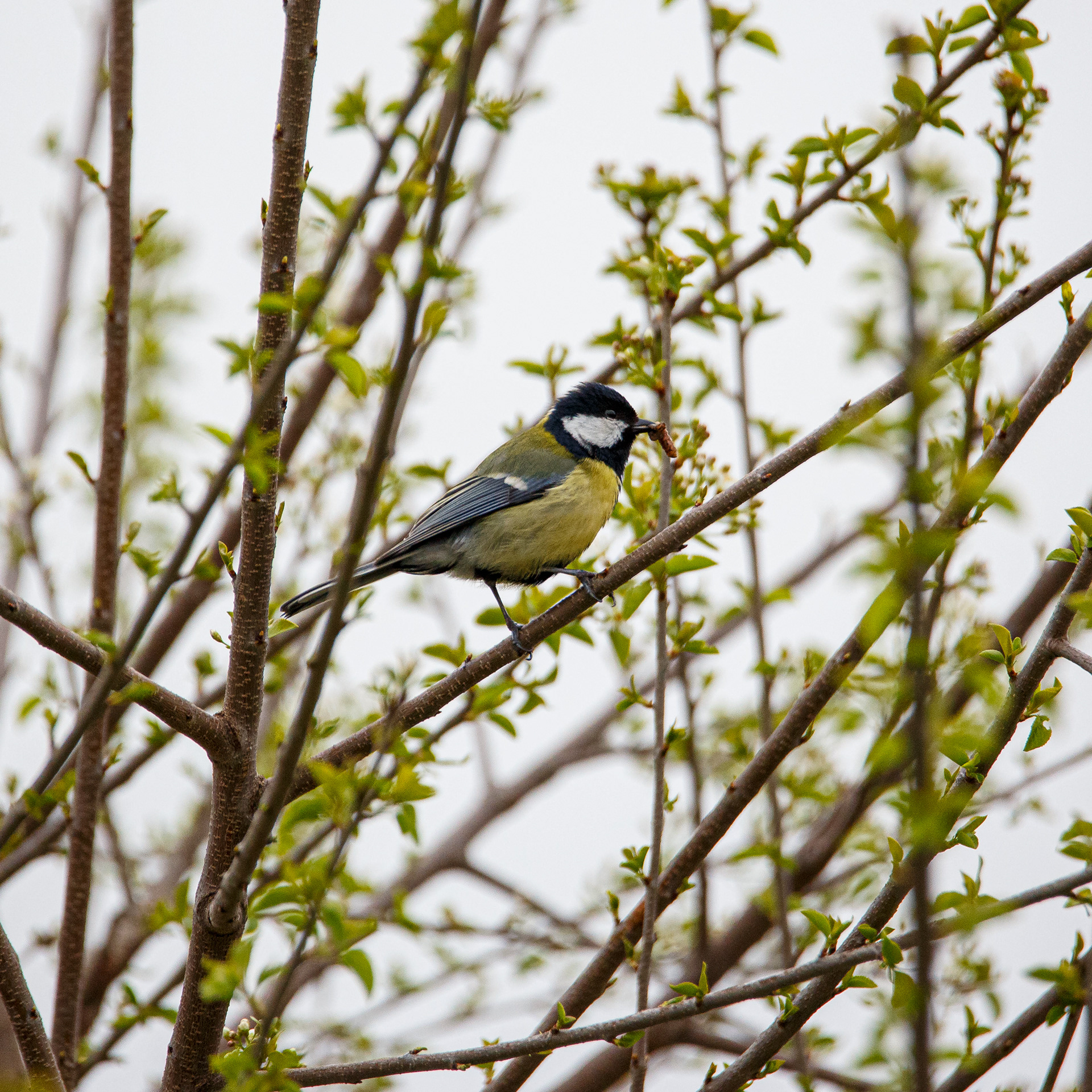 Mésange charbonnière