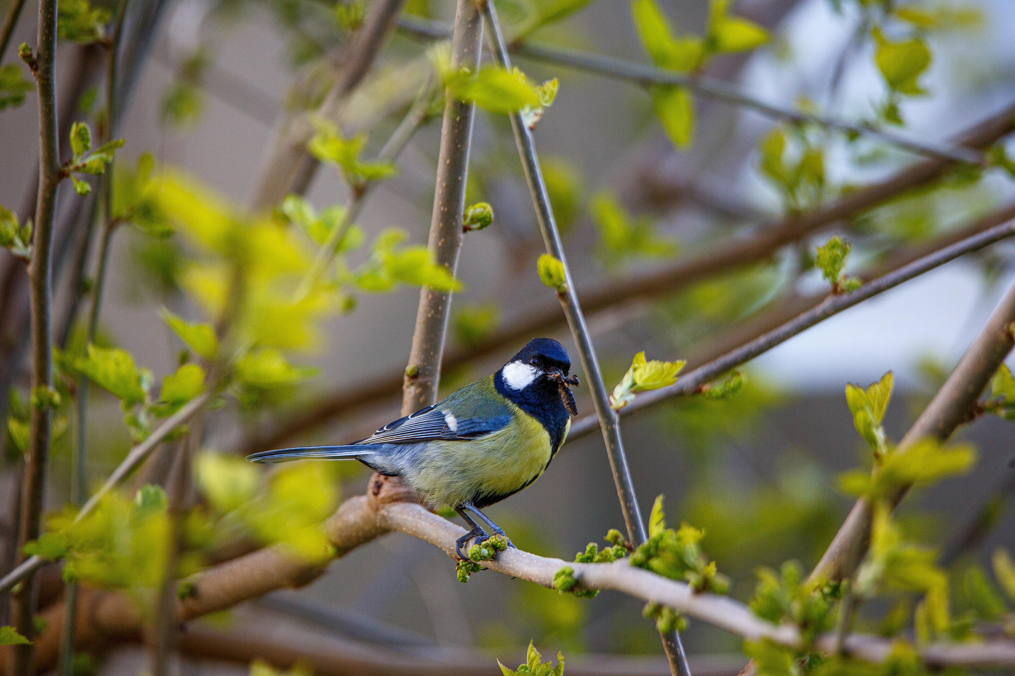 Mésange charbonnière