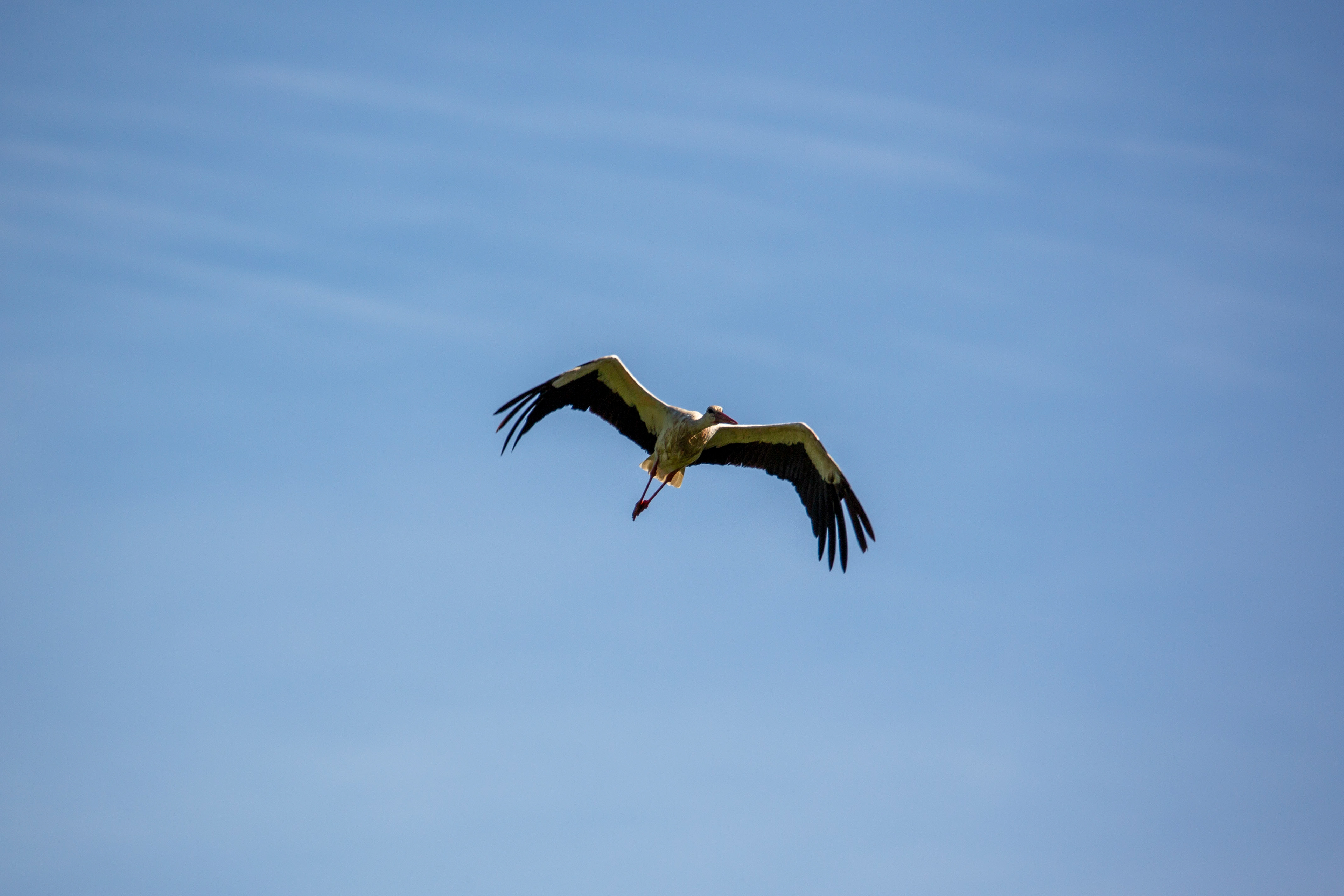 Cigogne blanche