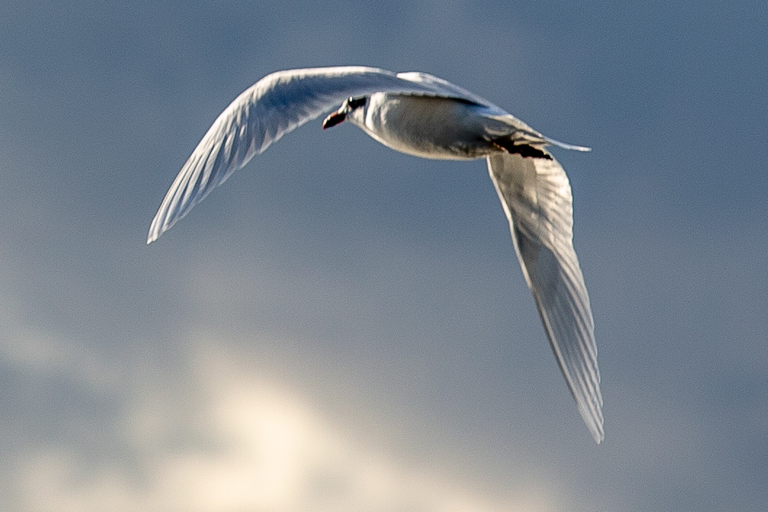 Mouette rieuse