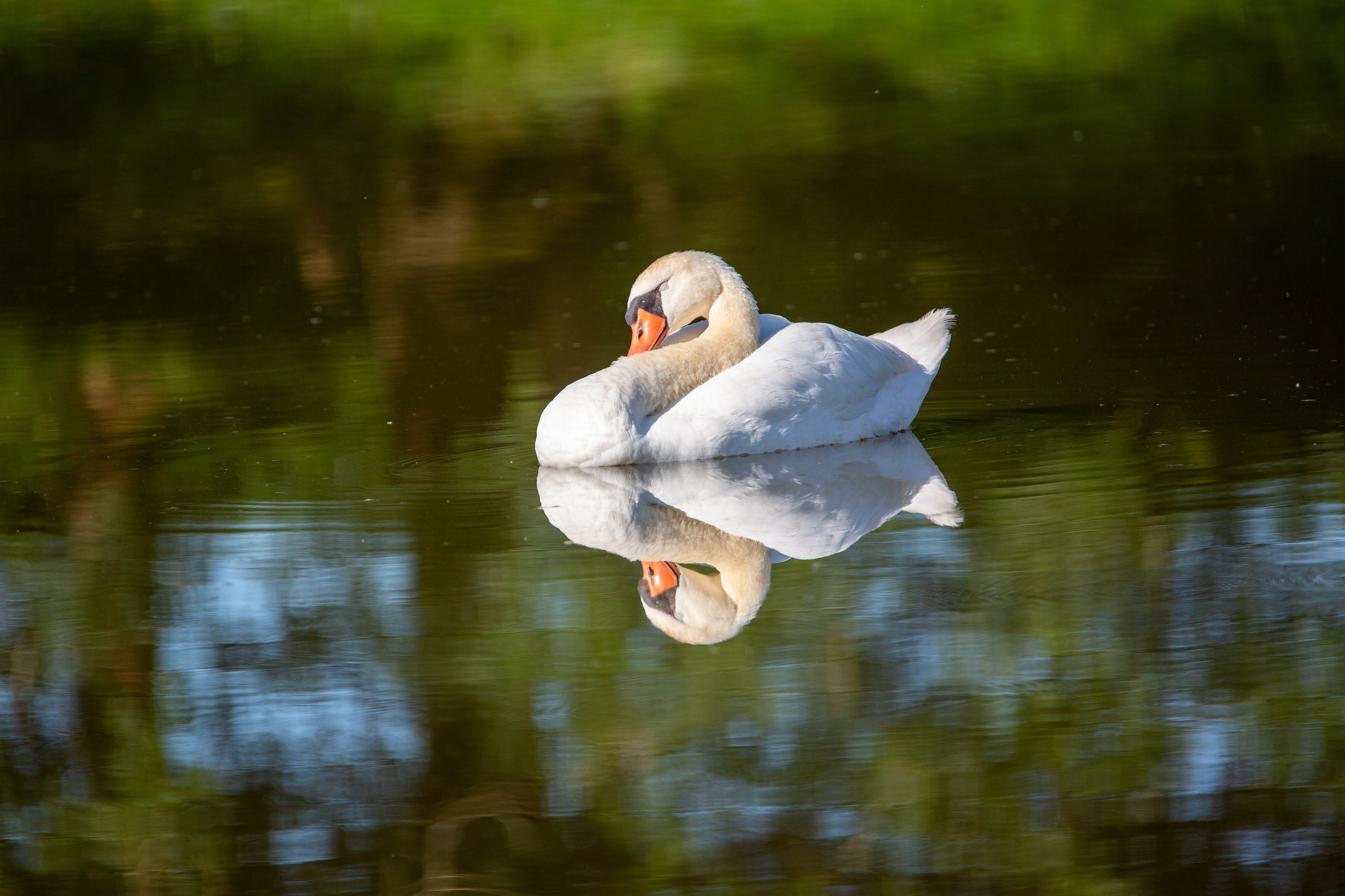 Cygne tuberculé