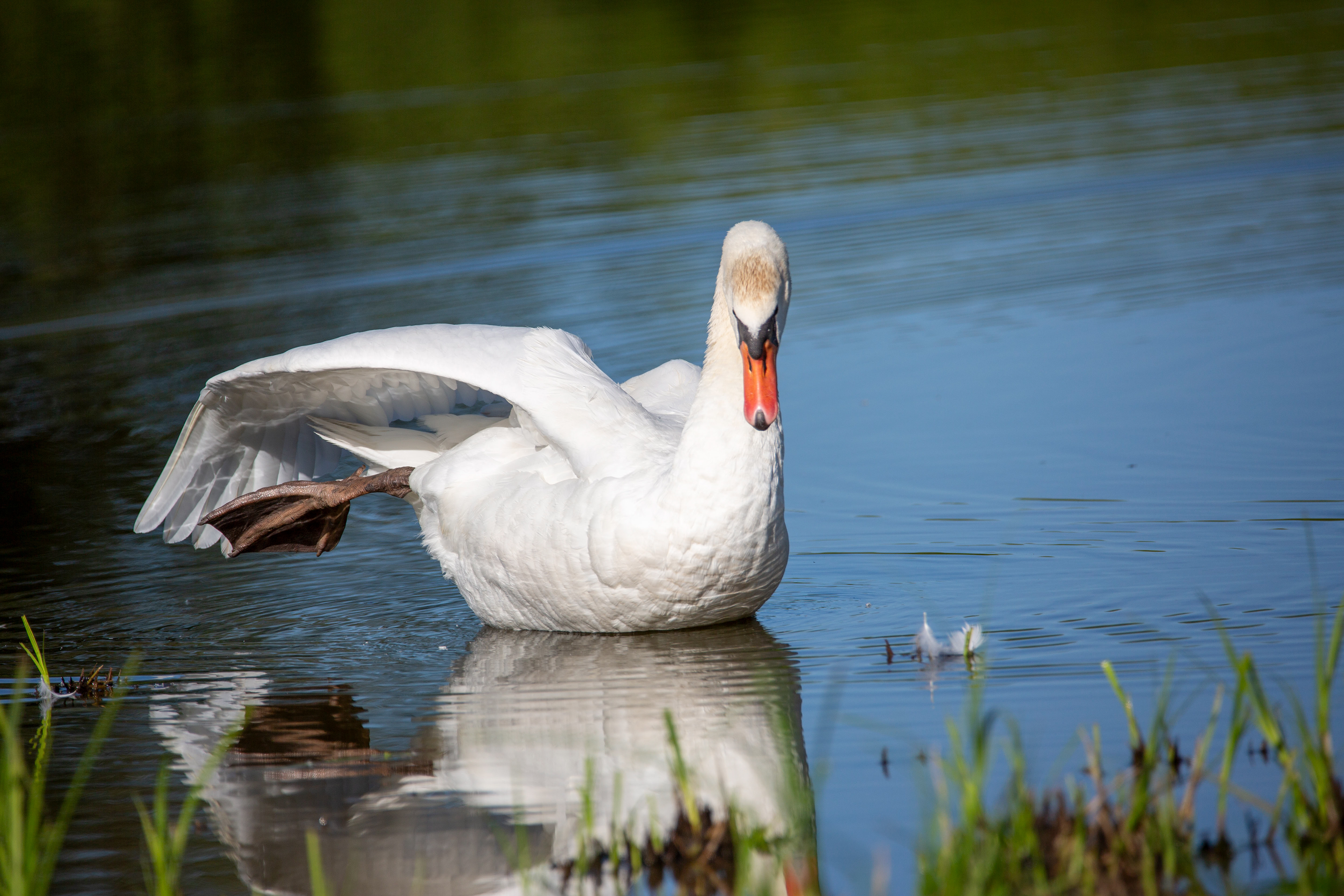 Cygne tuberculé