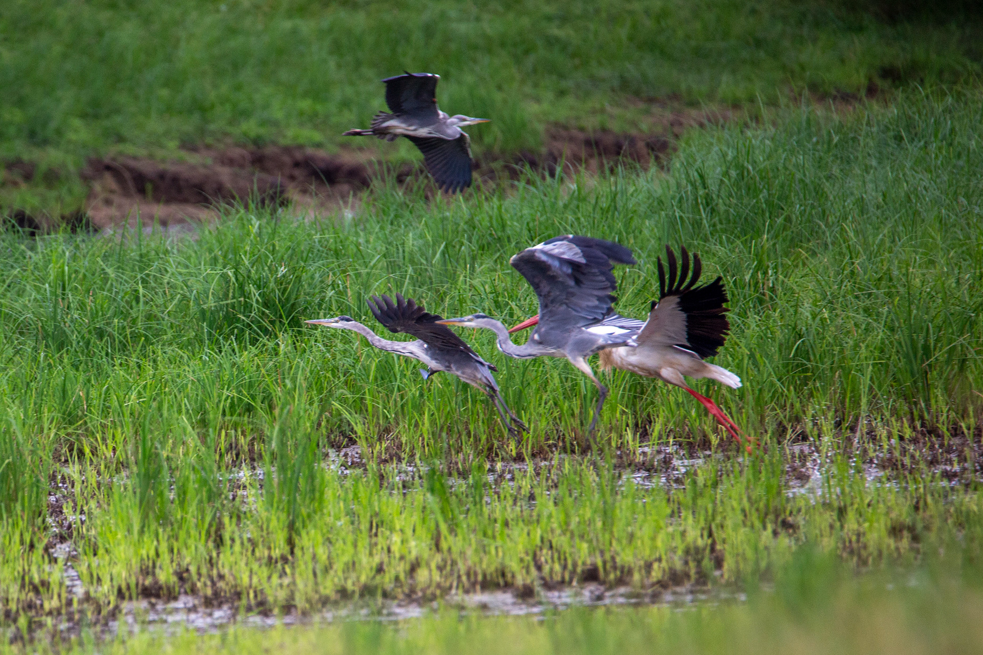 Cigogne blanche et Héron cendré