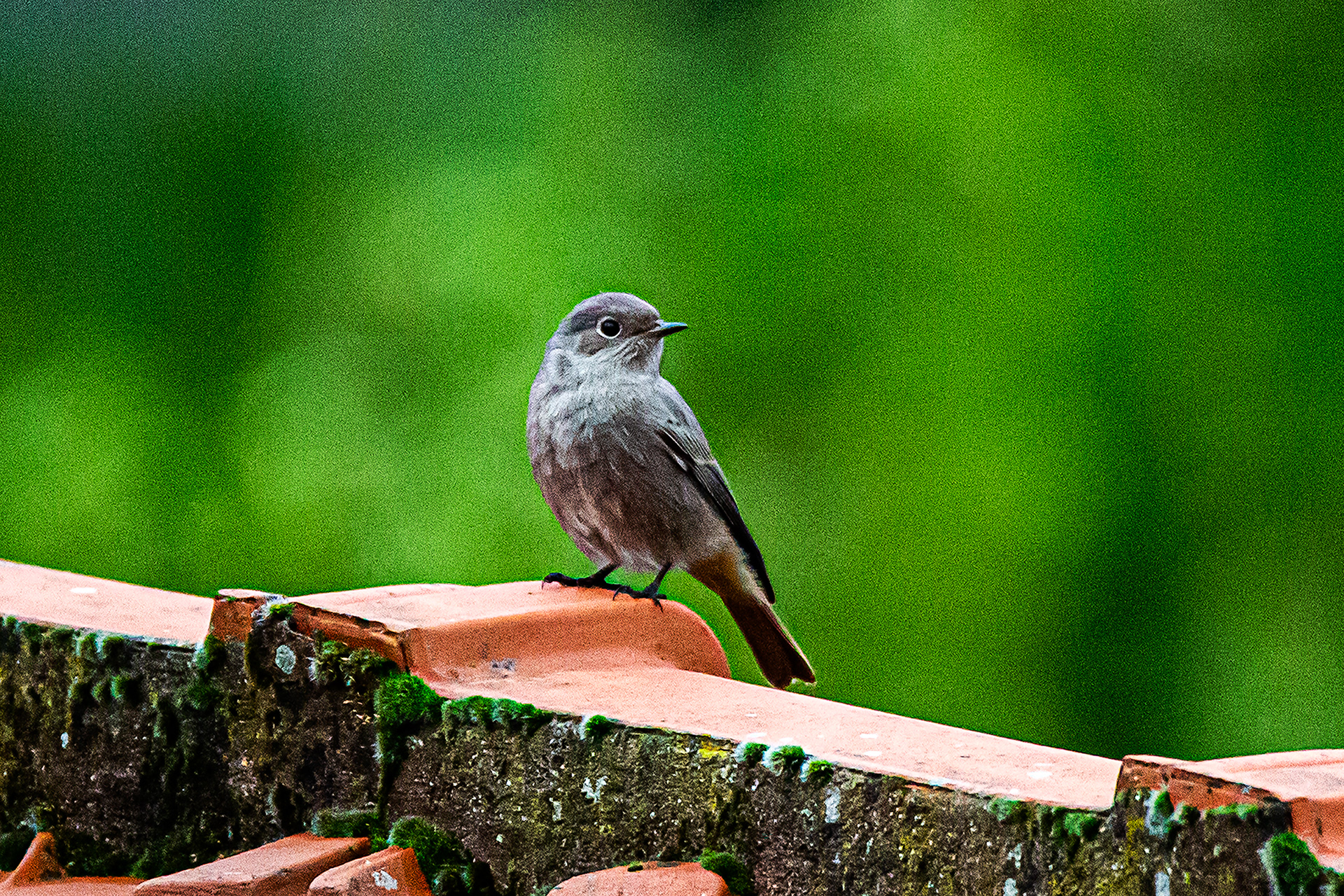 Rouge-queue à front blanc, mâle juvénile