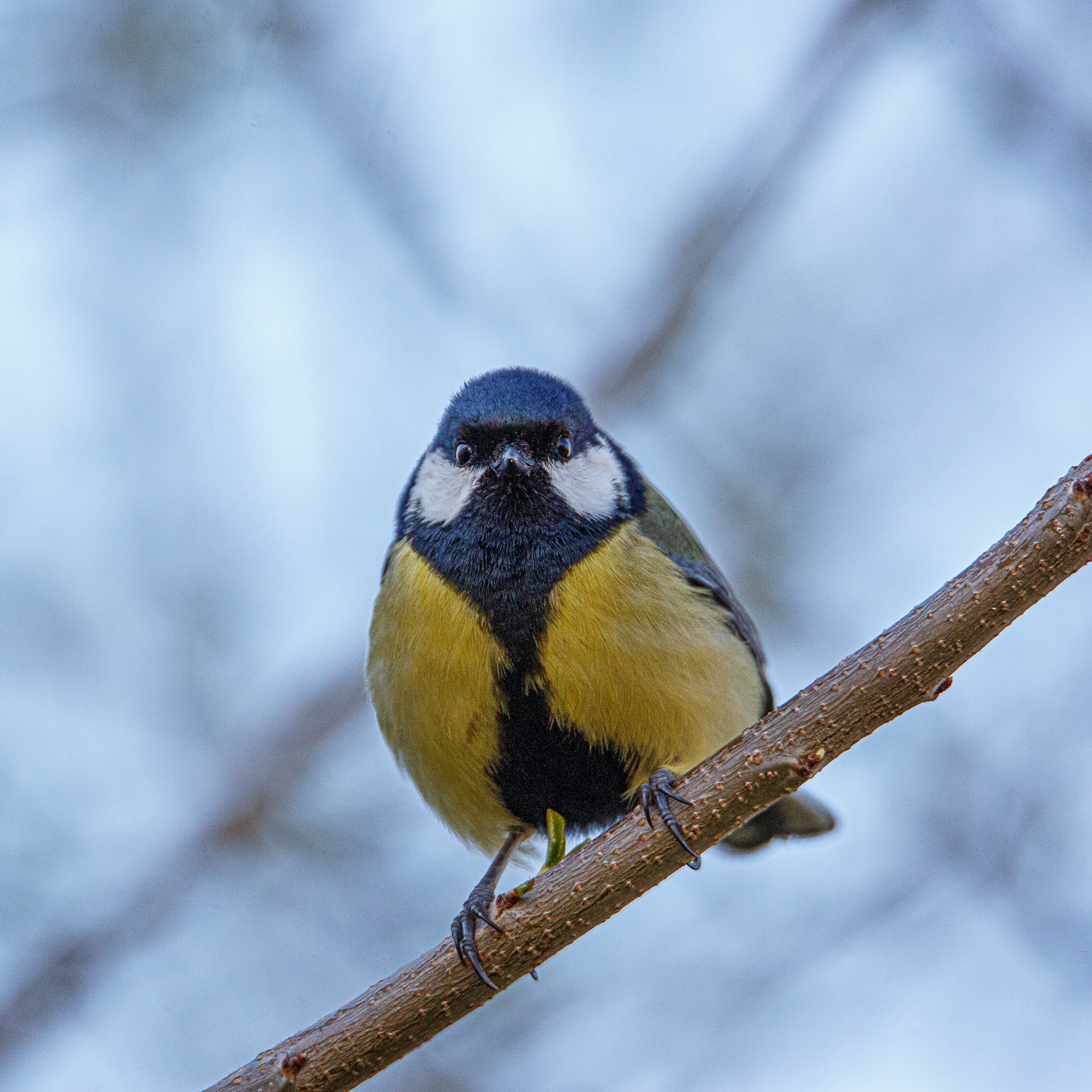 Mésange charbonnière 