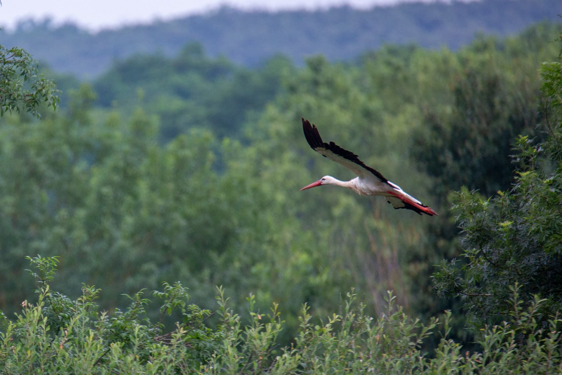 Cigogne blanche