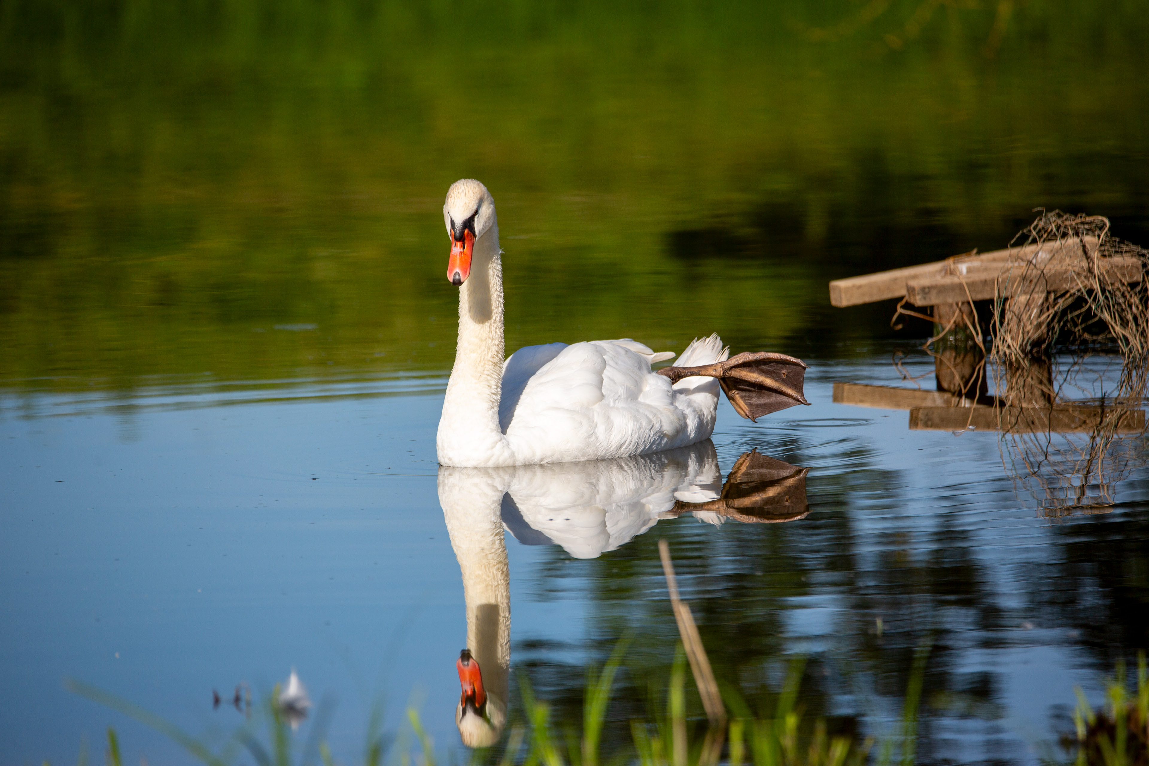 Cygne tuberculé