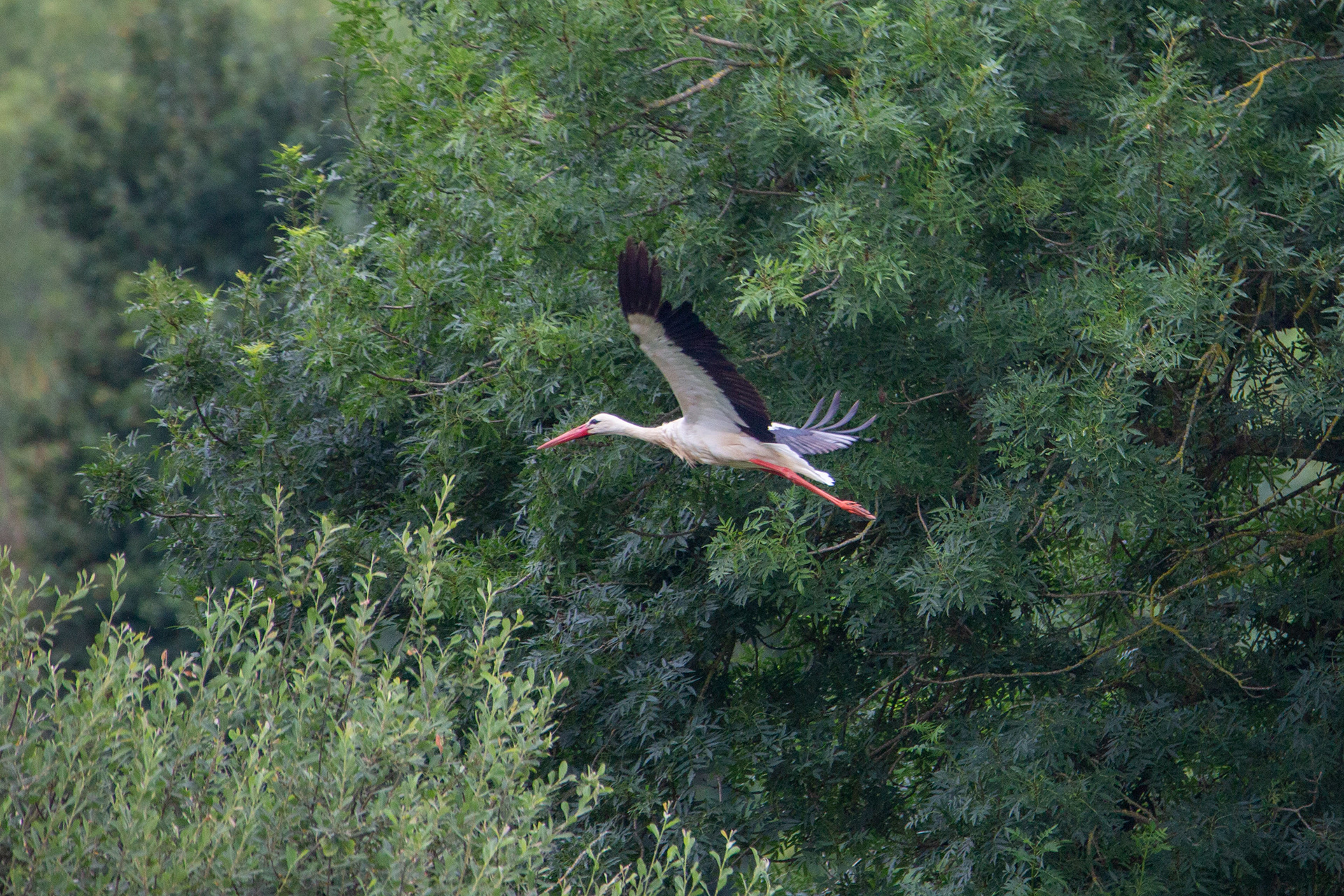 Août 2024 : La Cigogne Canon 5D Mk III Tamron 150-600 f 6.3, 1/1000, Iso 640