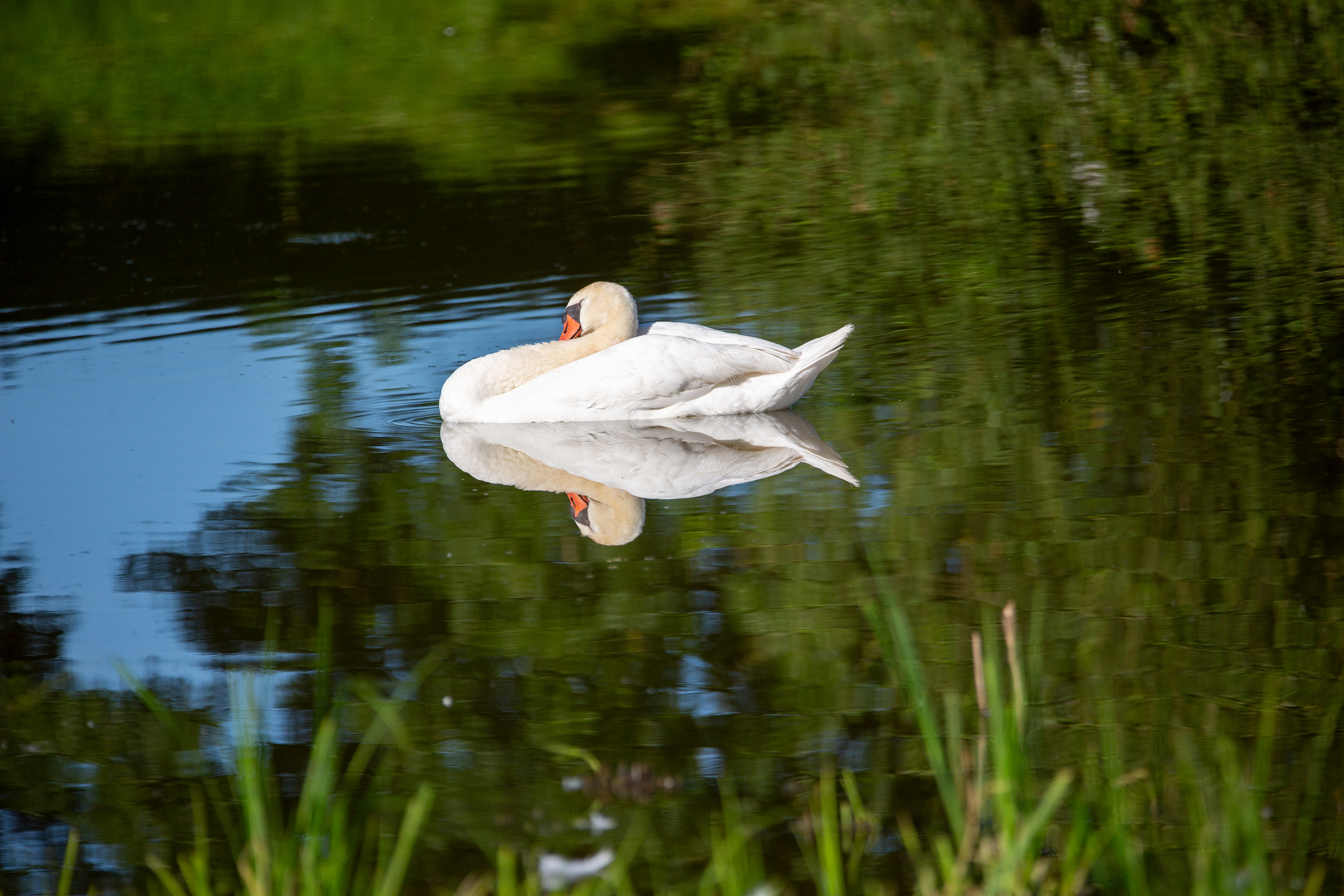 Cygne tuberculé