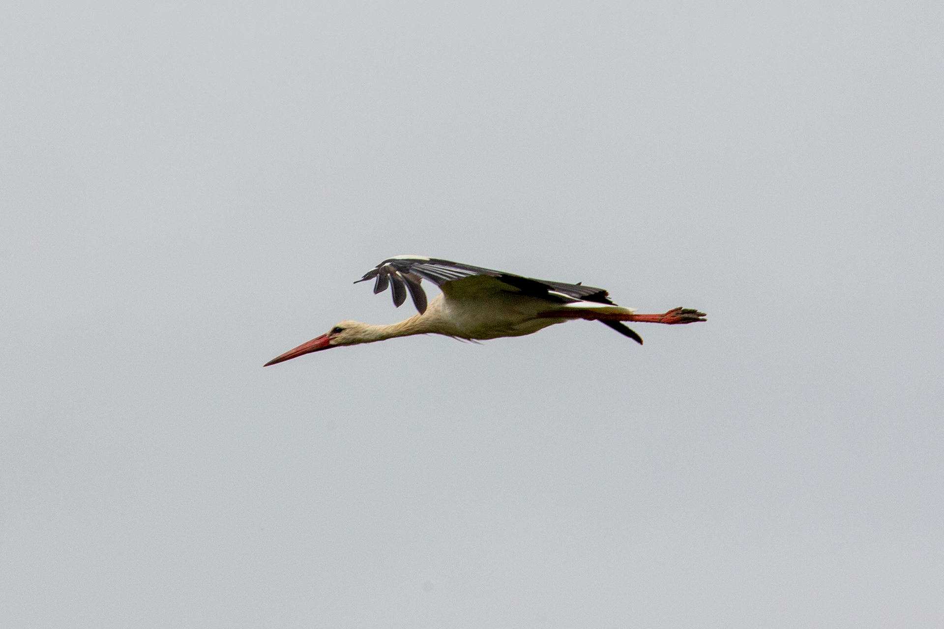 Cigogne blanche