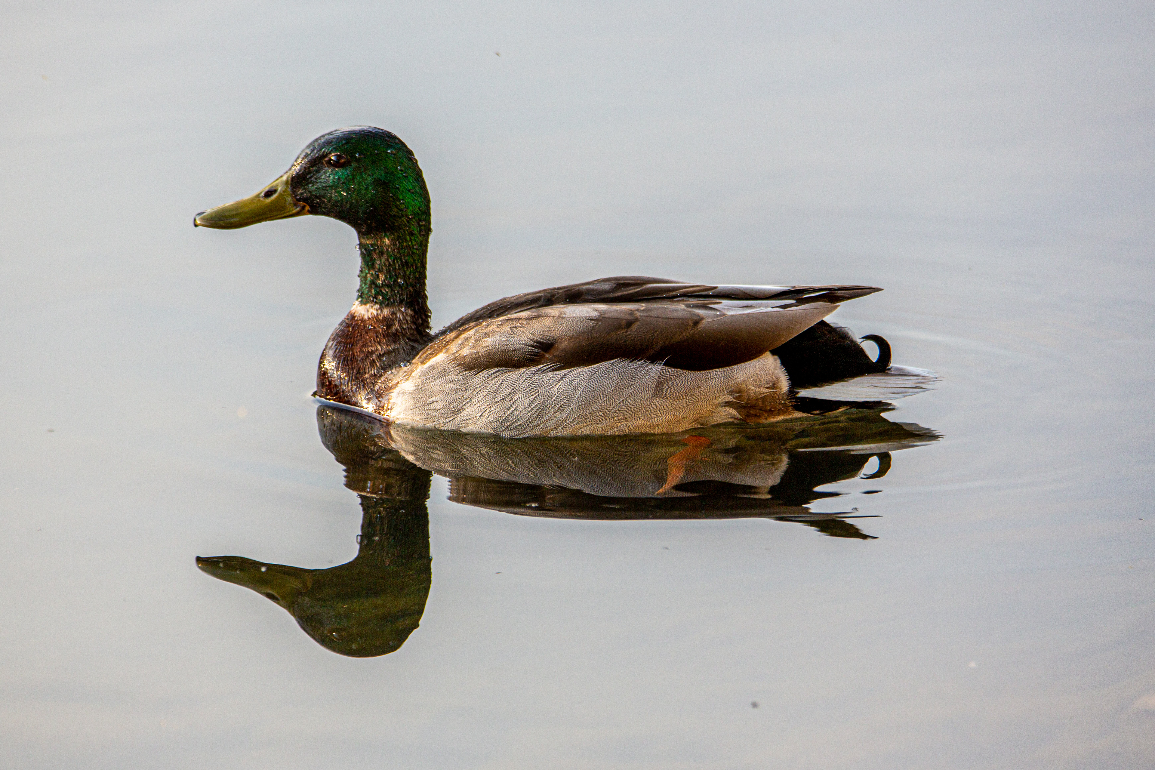 Canard colvert